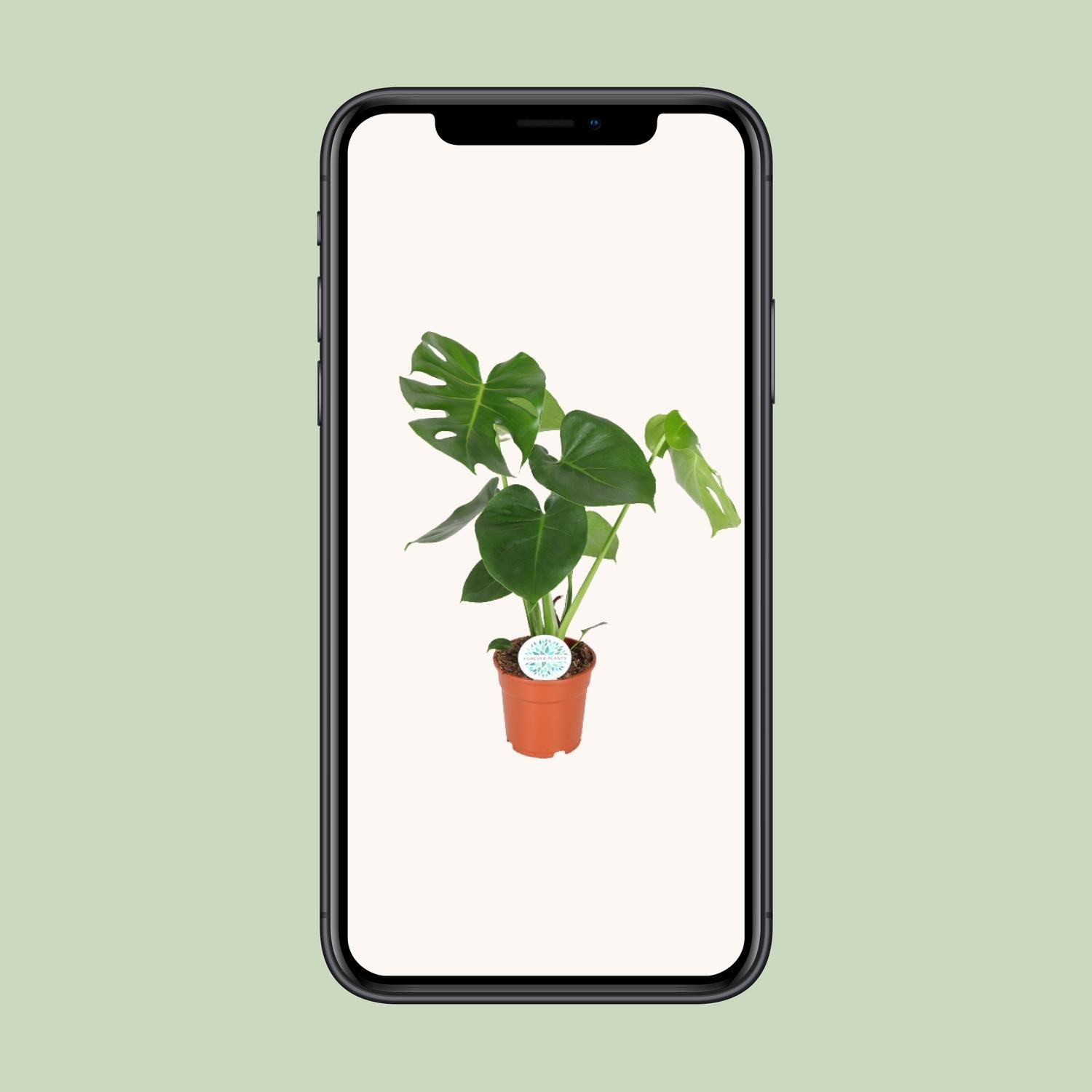Monstera Deliciosa Zimmerpflanze