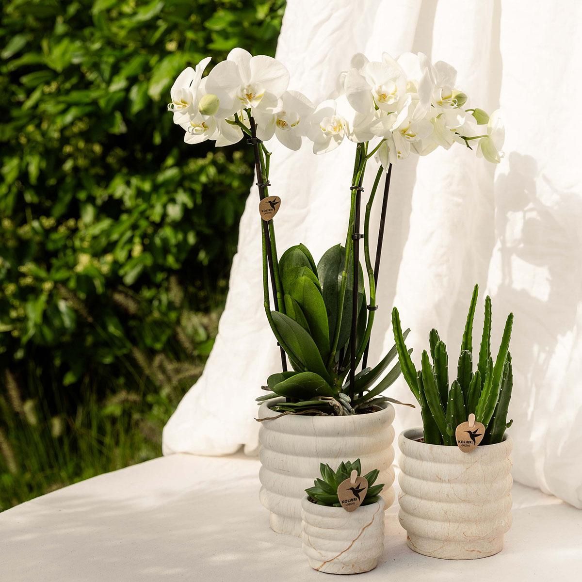 Marmor-Topf – Hell – Ø12cm | Blumentopf für Zuhause