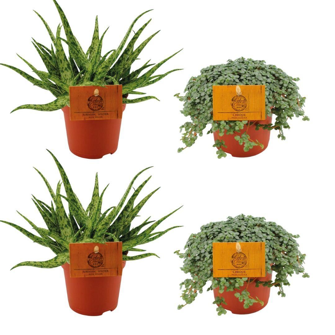 Aloe Spider und Pilea Glauca Zimmerpflanzen-Set