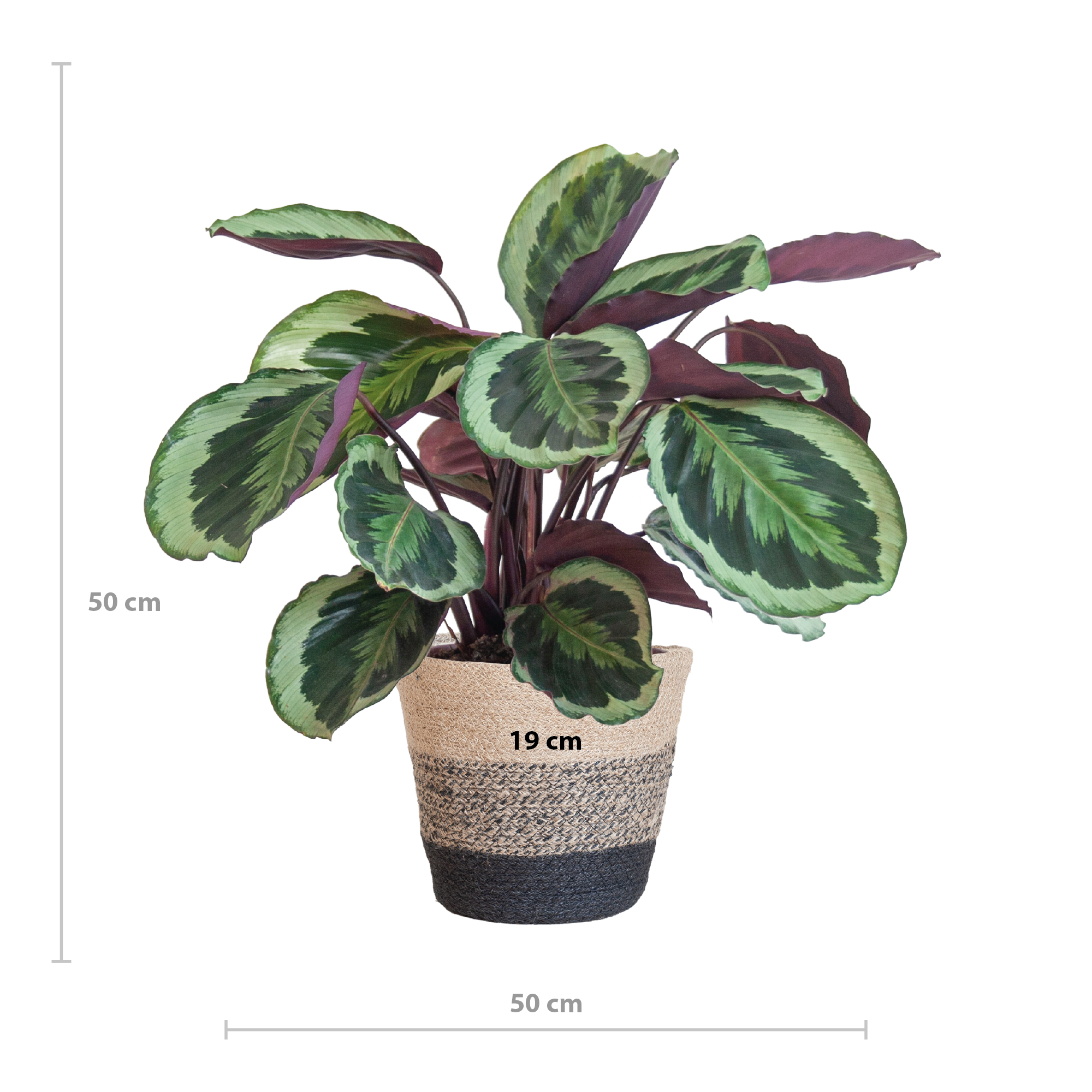 Calathea Medaillon Zimmerpflanze mit Lissabon-Jutekorb