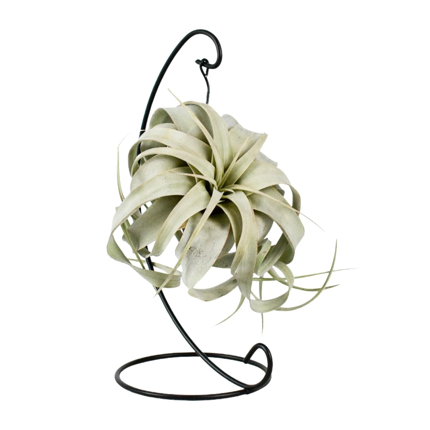 Tillandsia King Xero Luftpflanze elegant
