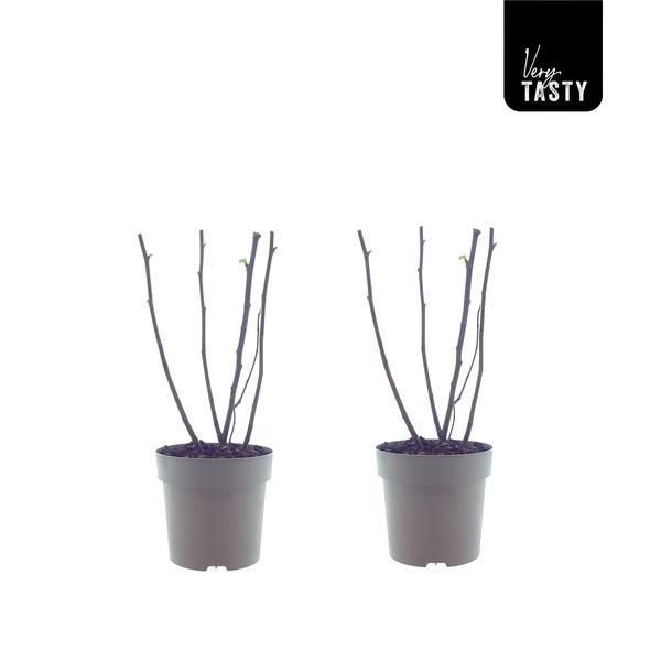 Ficus Bornholm 2er Set – Ø15cm – ↕40cm