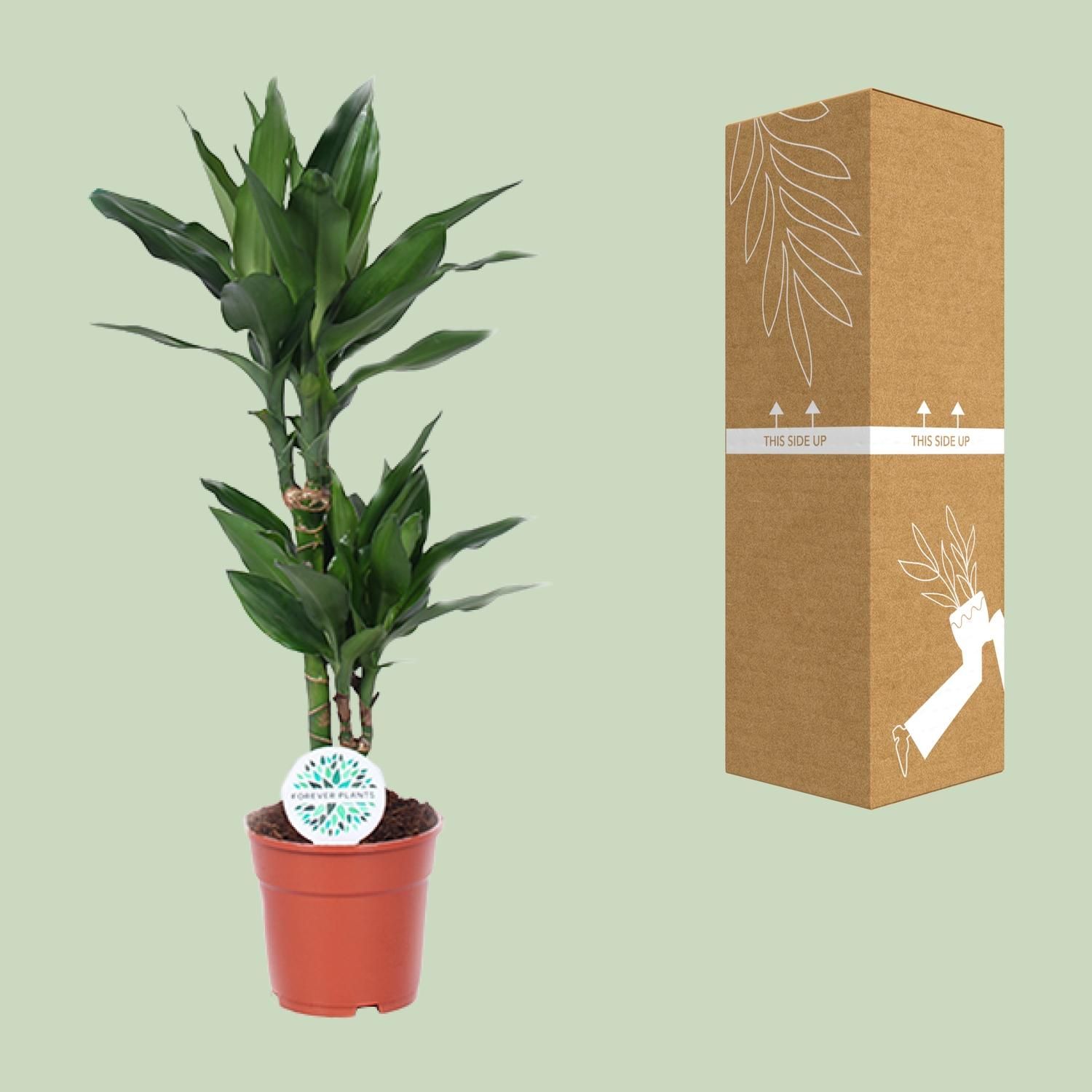 Dracaena Janet Lind Drachenbaum Zimmerpflanze