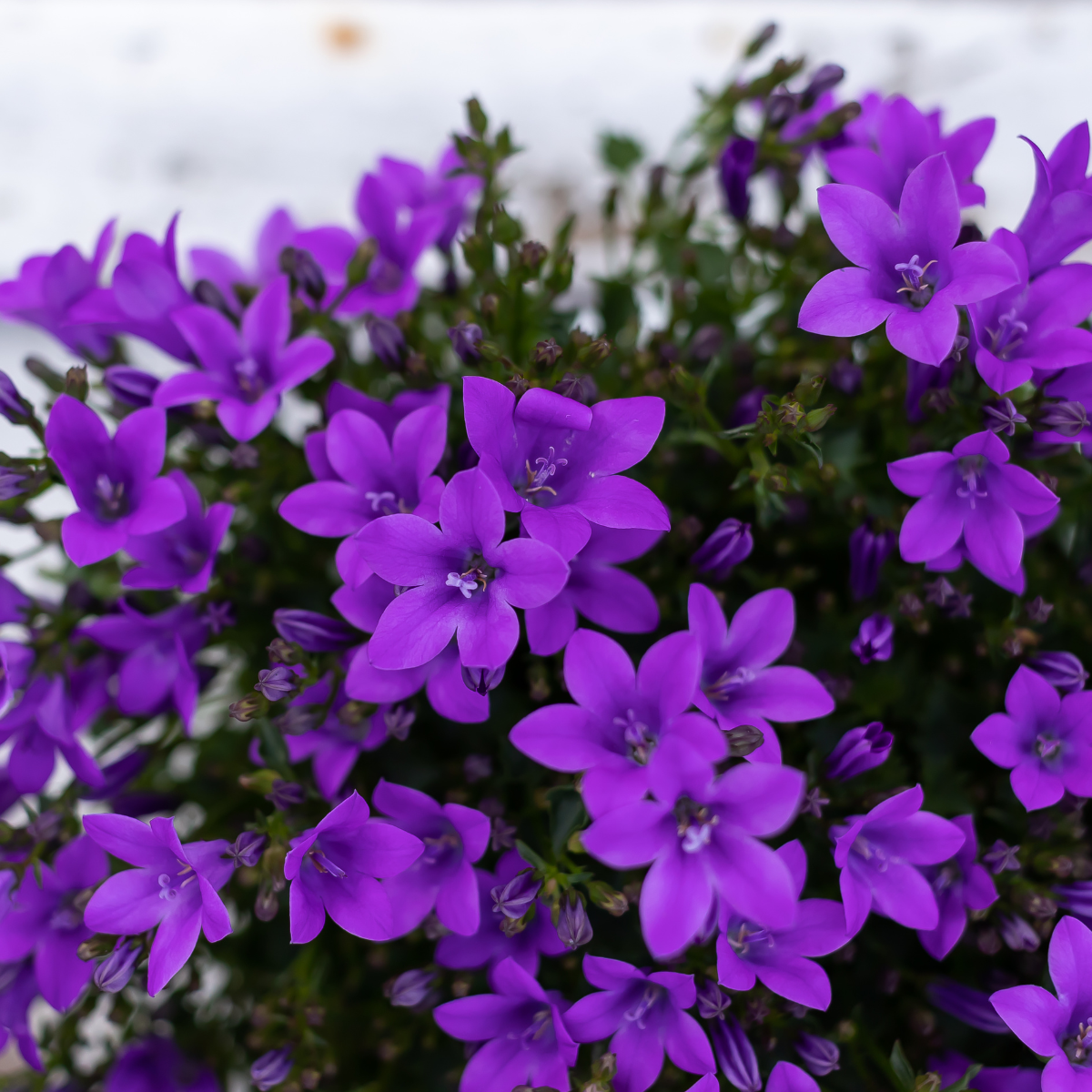 2x Campanula Addenda Ambella Intense Purple in Dekotöpfen – Staude – winterhart
