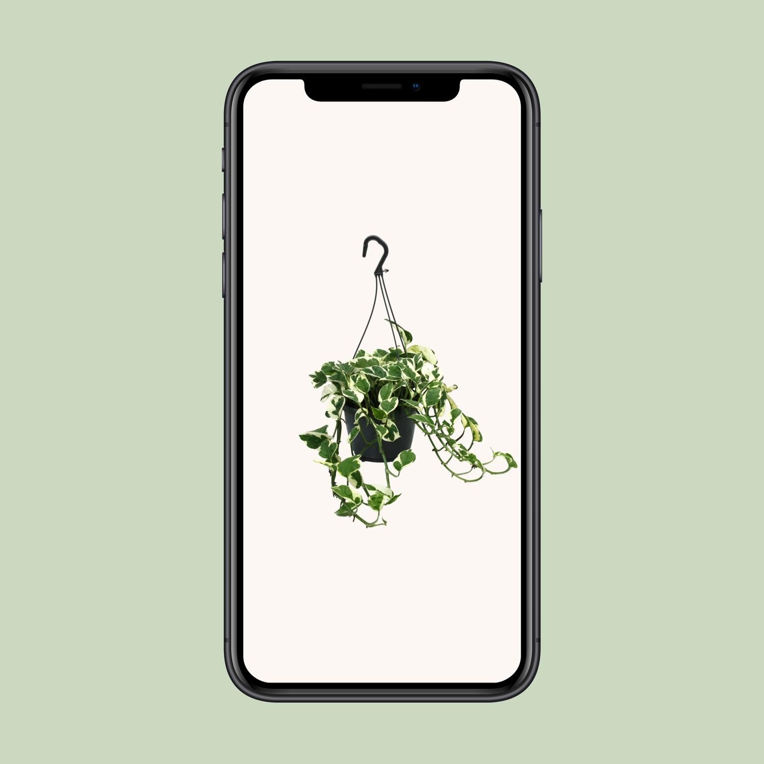 Scindapsus N’Joy Zimmerpflanze mit buntem Laub