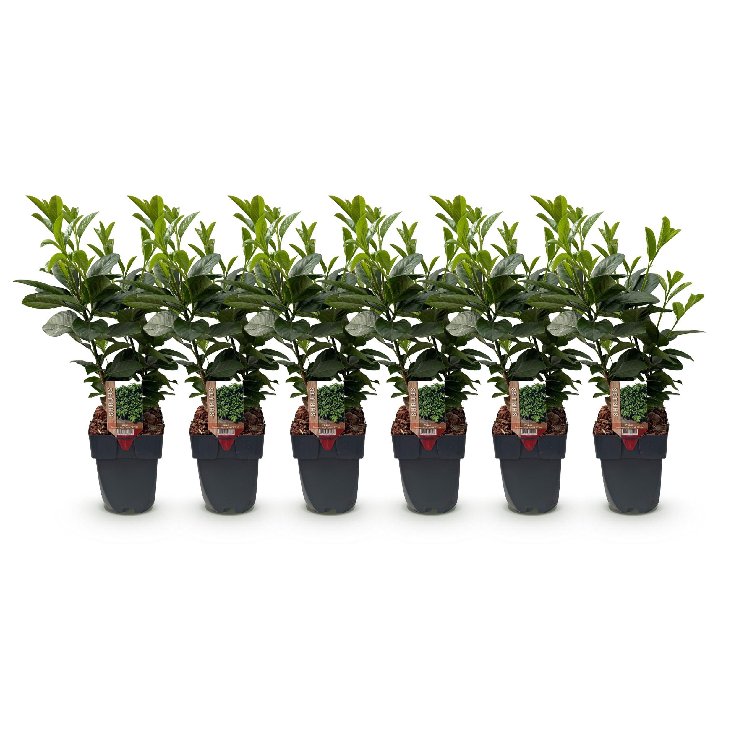 Prunus laurocerasus Etna – Immergrün – 6 Pflanzen – Topf 17cm