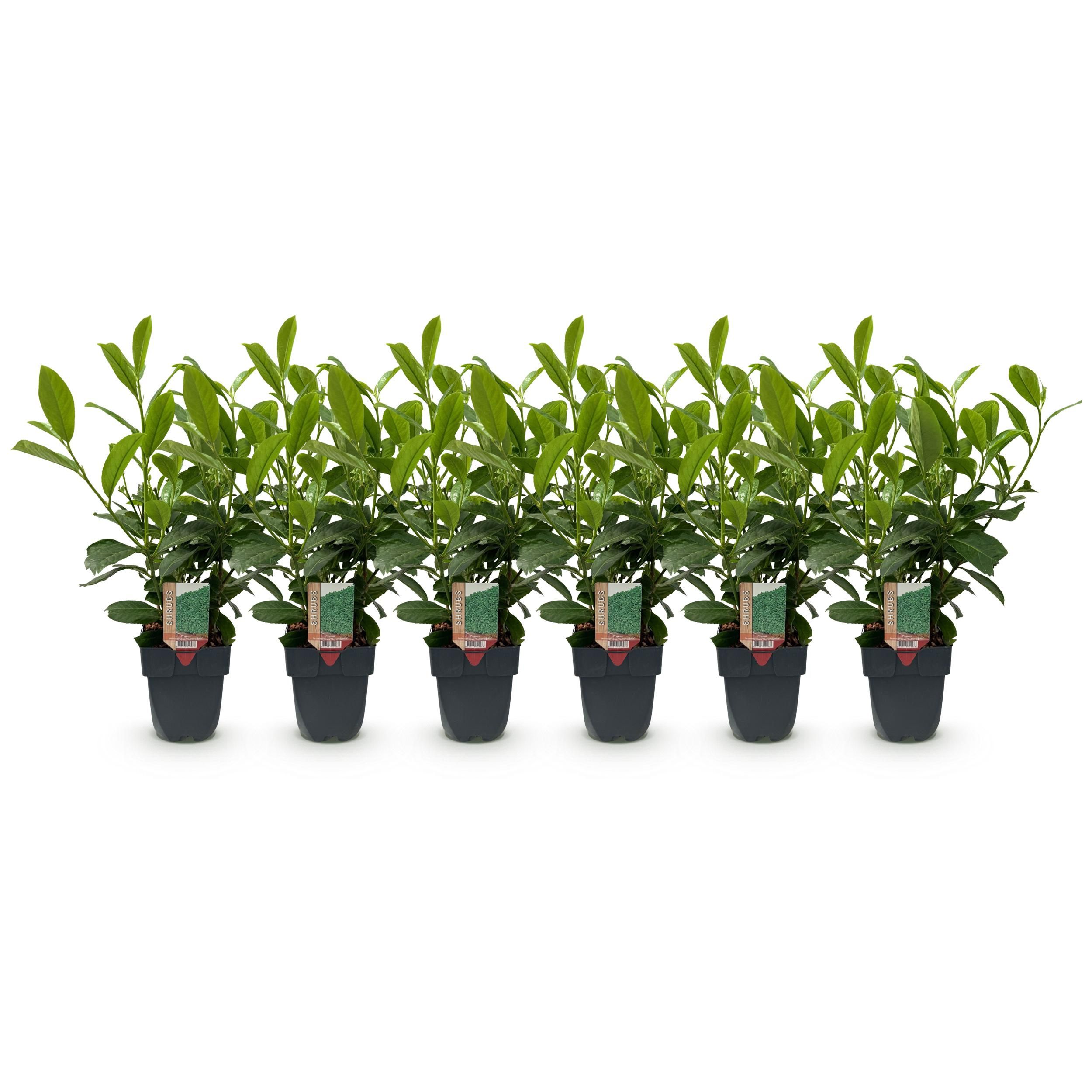 Heckenpflanzen Prunus laurocerasus Rotundifolia – Immergrün – 6 Pflanzen für 1 Meter