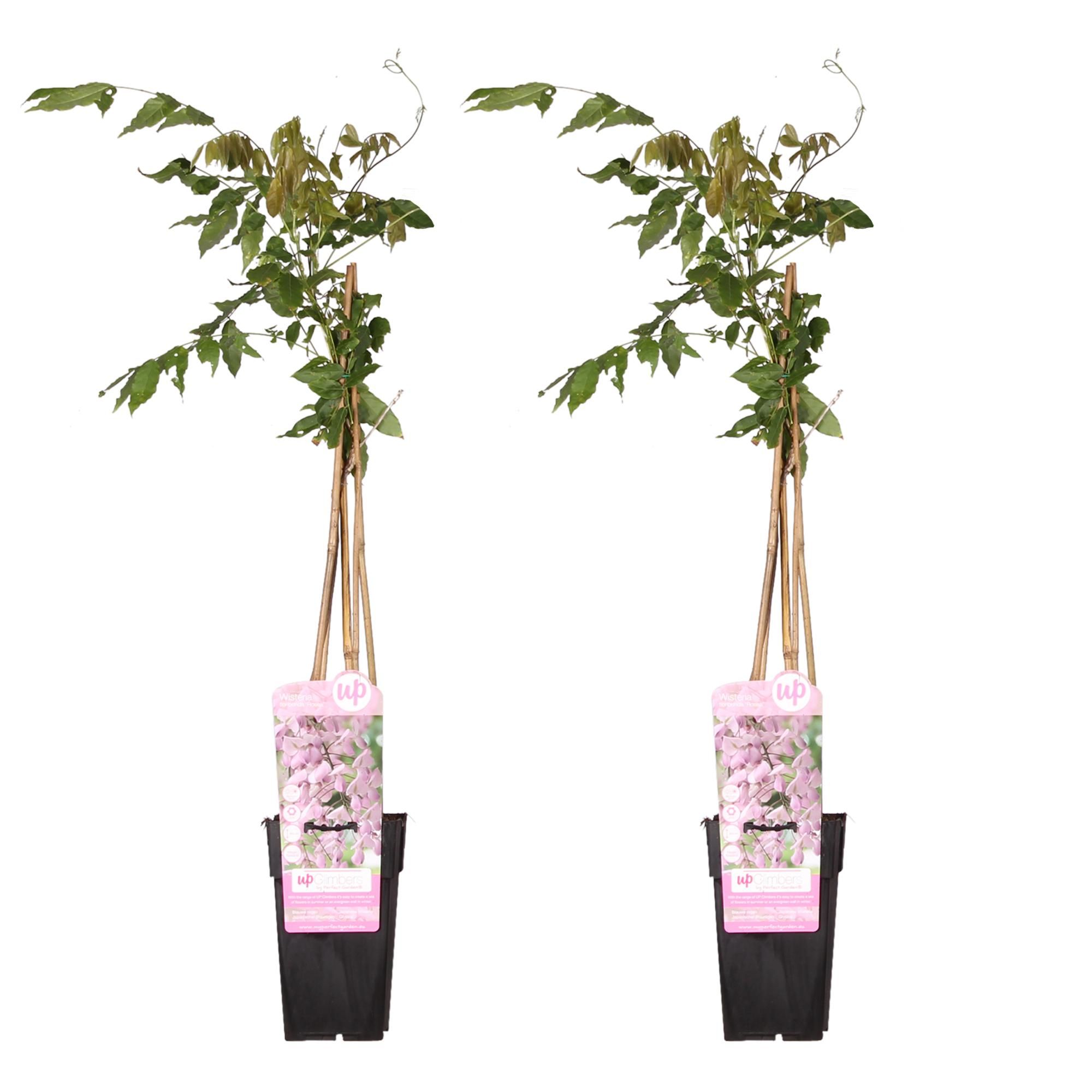 Wisteria floribunda Rosea Kletterpflanze