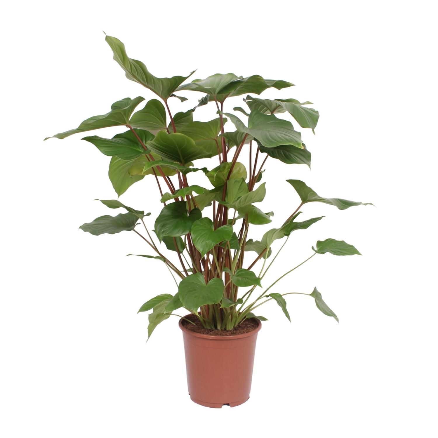 Homalomena Rubescens Maggy Zimmerpflanze