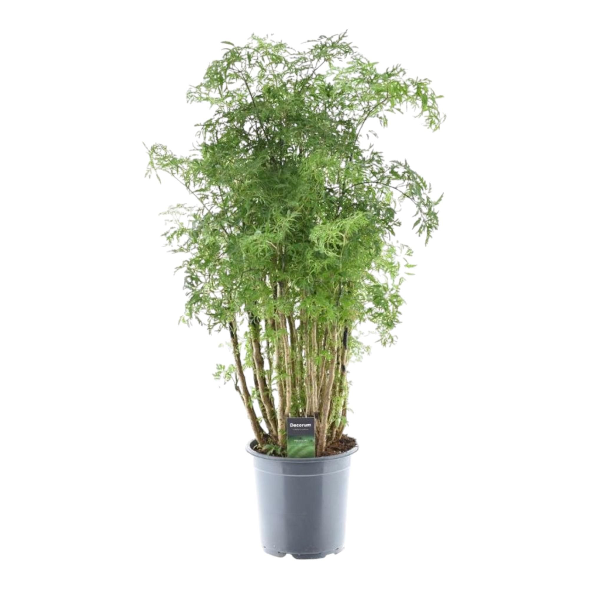 Polyscias Hawaiiana Ming Zimmerpflanze