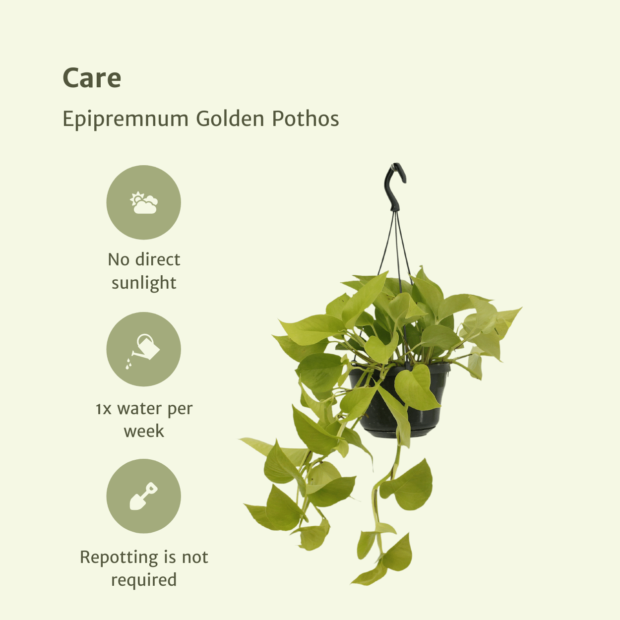 Epipremnum Golden Pothos Zimmerpflanze