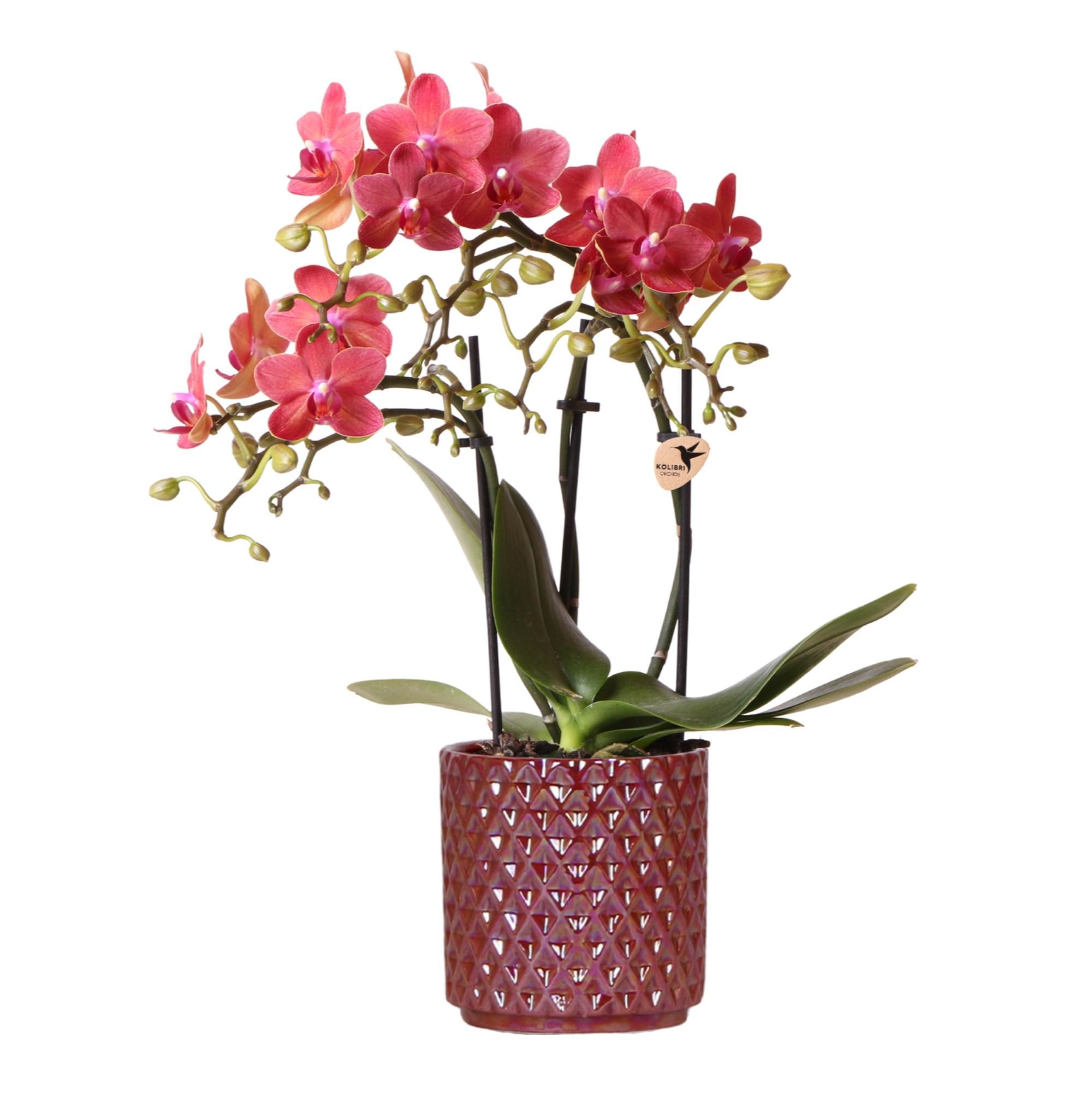 Rote Phalaenopsis Orchidee Congo | Im roten Pearl Topf Ø9cm | Blühende Zimmerpflanze