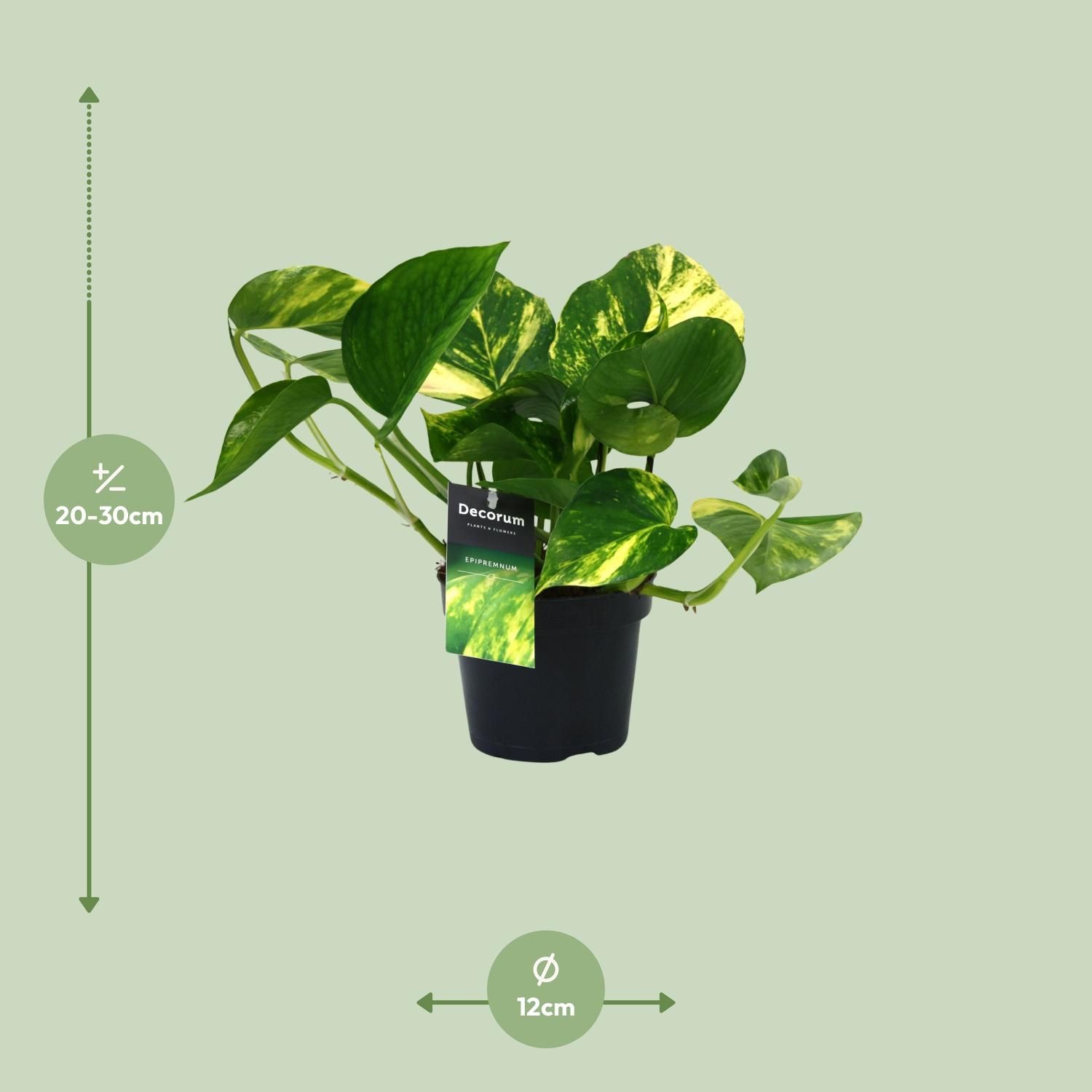 Scindapsus Aureum Zimmerpflanze