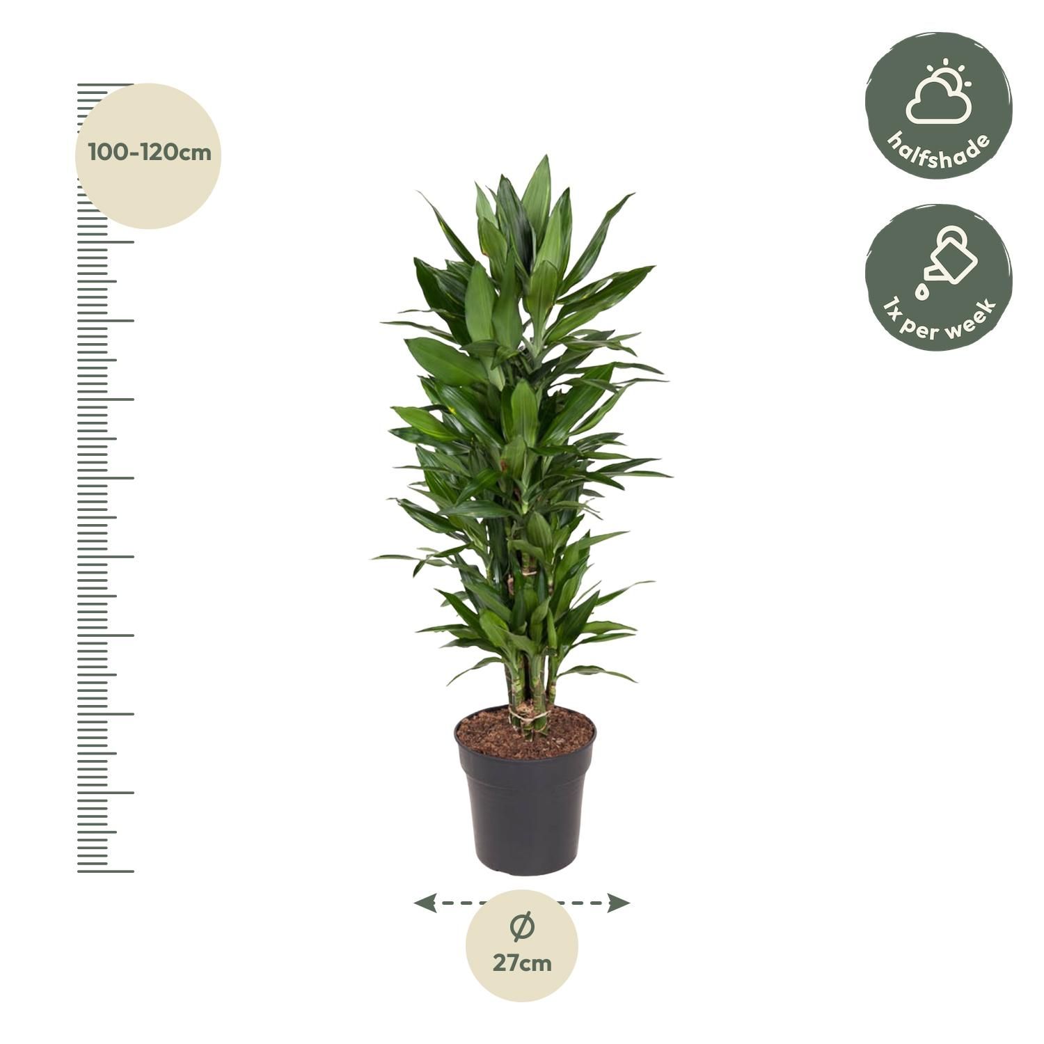 Dracaena Janet Lind elegante Zimmerpflanze