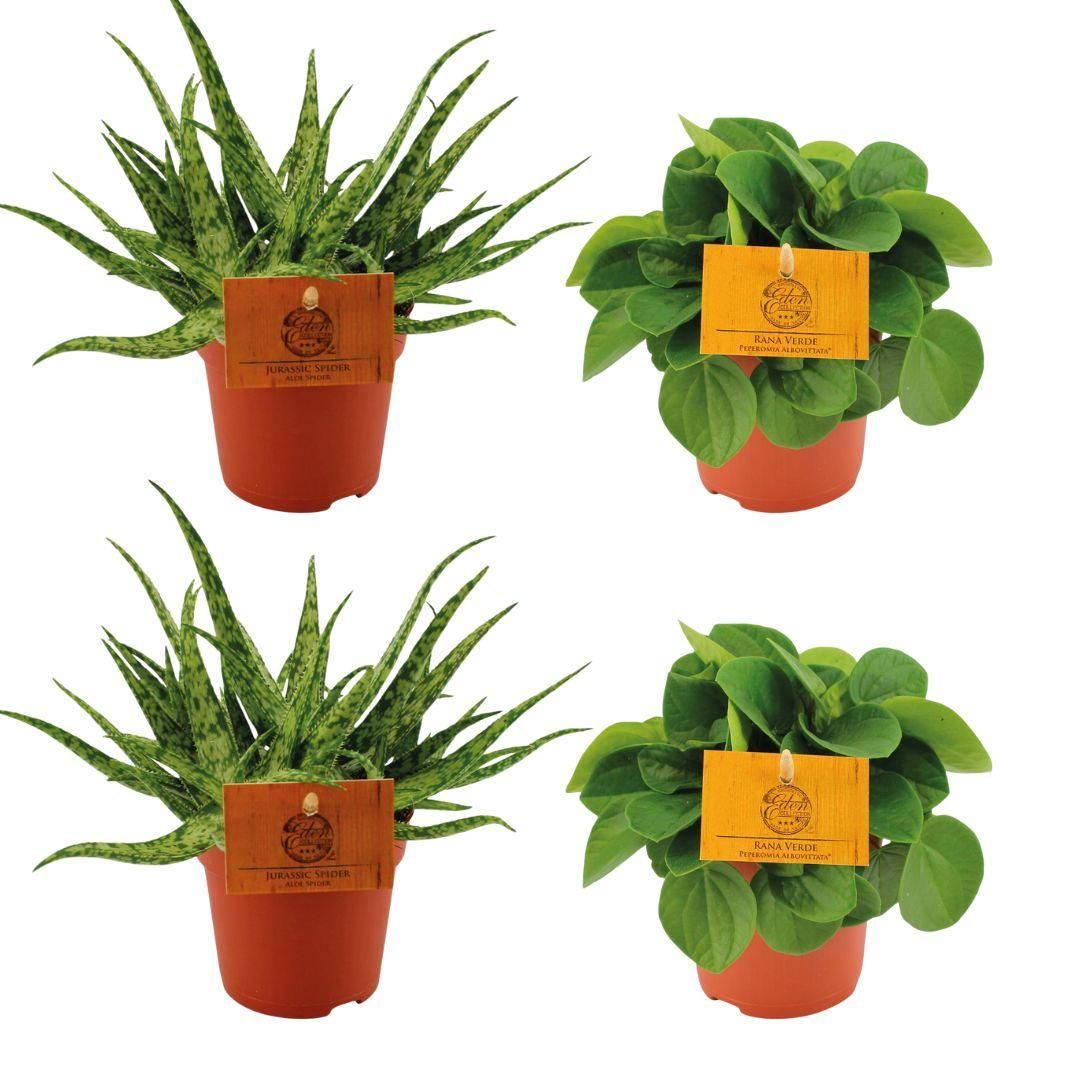 Aloe Spider und Peperomia Rana Verde Zimmerpflanzen-Set