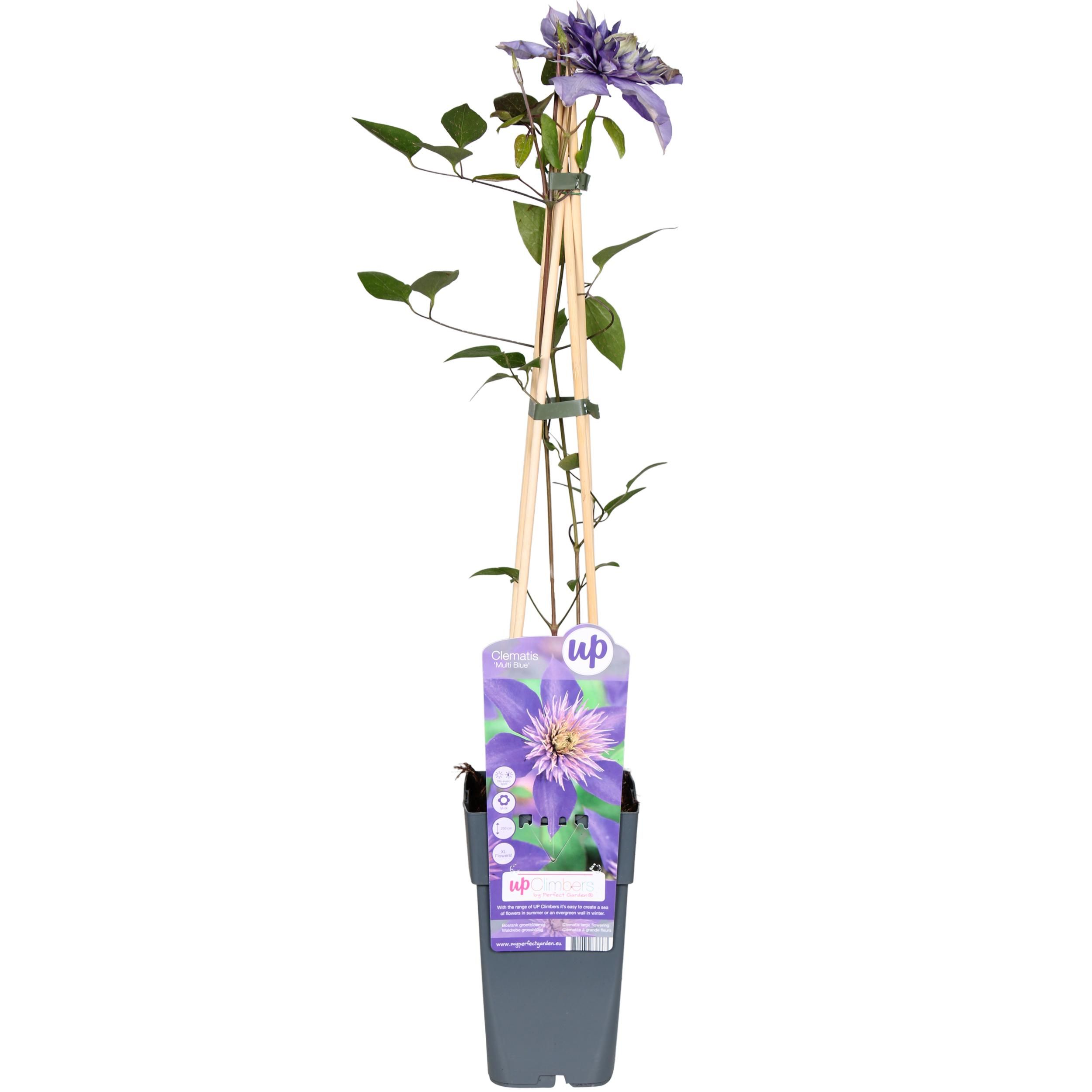Clematis Multi Blue Kletterpflanze