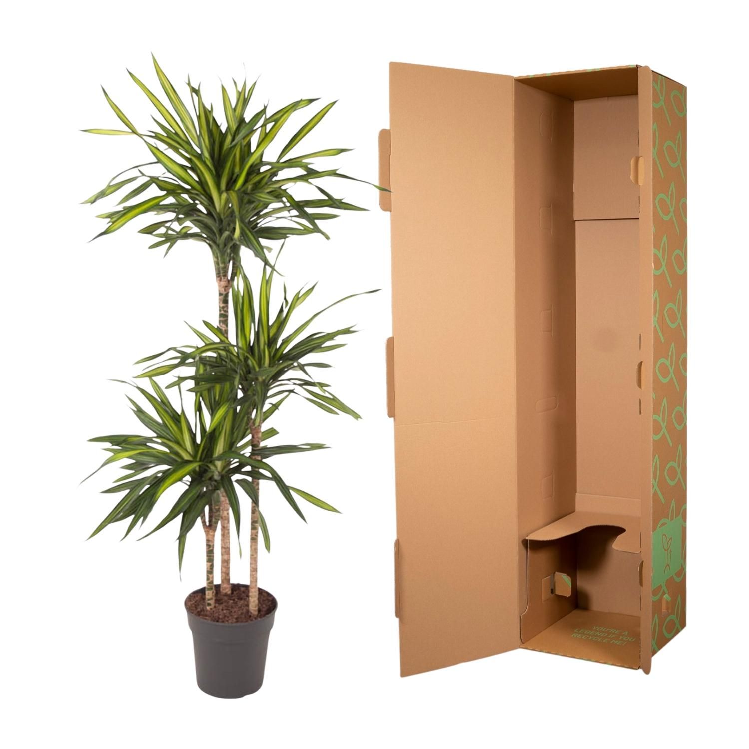 Dracaena Riki elegante Zimmerpflanze