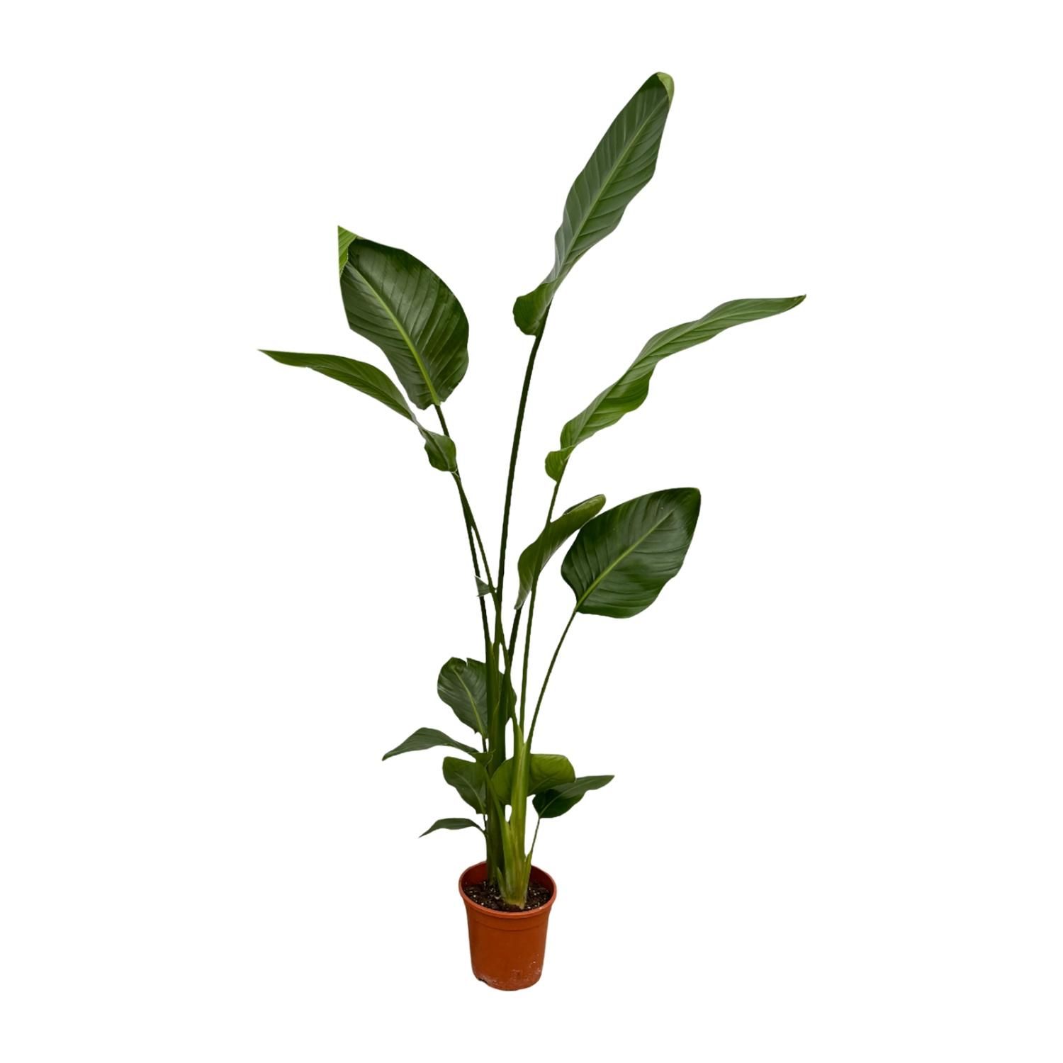 Strelitzia Nicolai Exotische Zimmerpflanze
