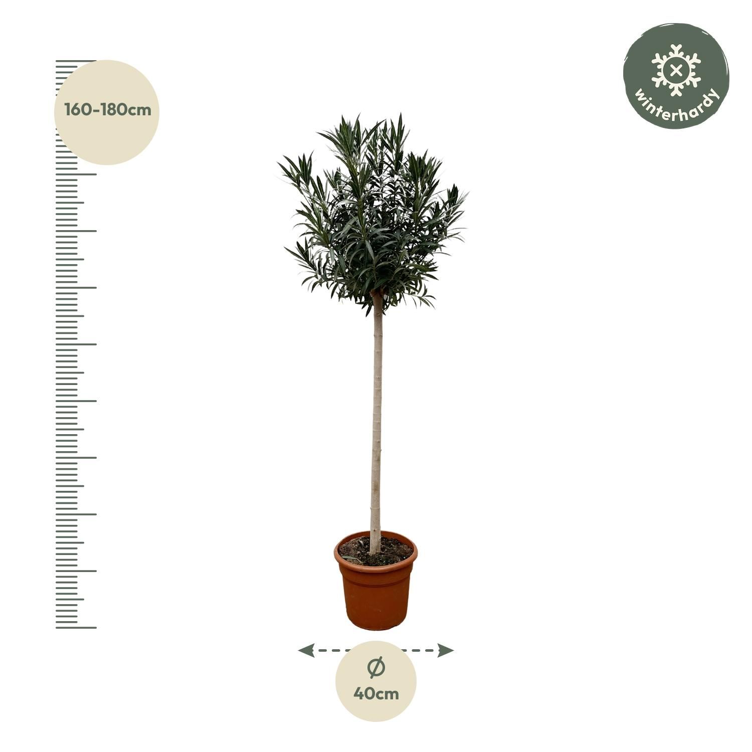 Nerium Oleander Hochstamm mit roten Blüten