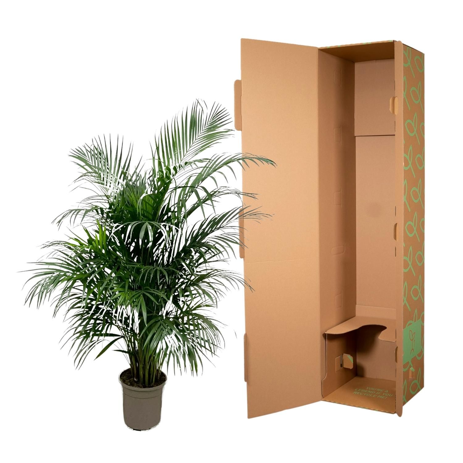 Areca-Palme Dypsis Lutescens