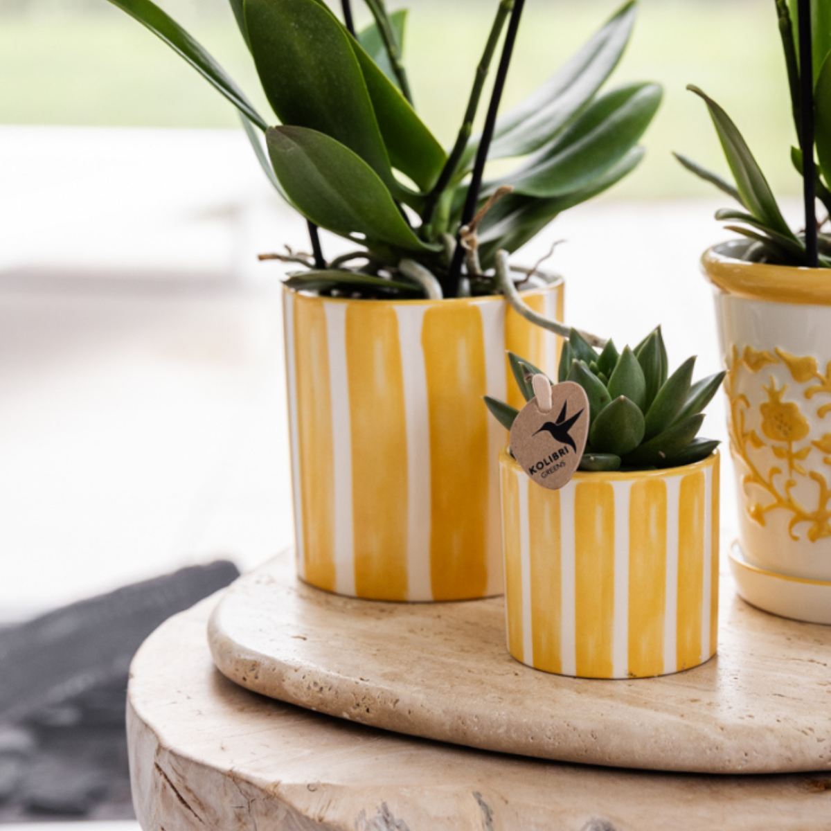 Geschenkset Mediterranean Sunset – Weiße Orchidee & Sukkulenten Set mit Dekotöpfen