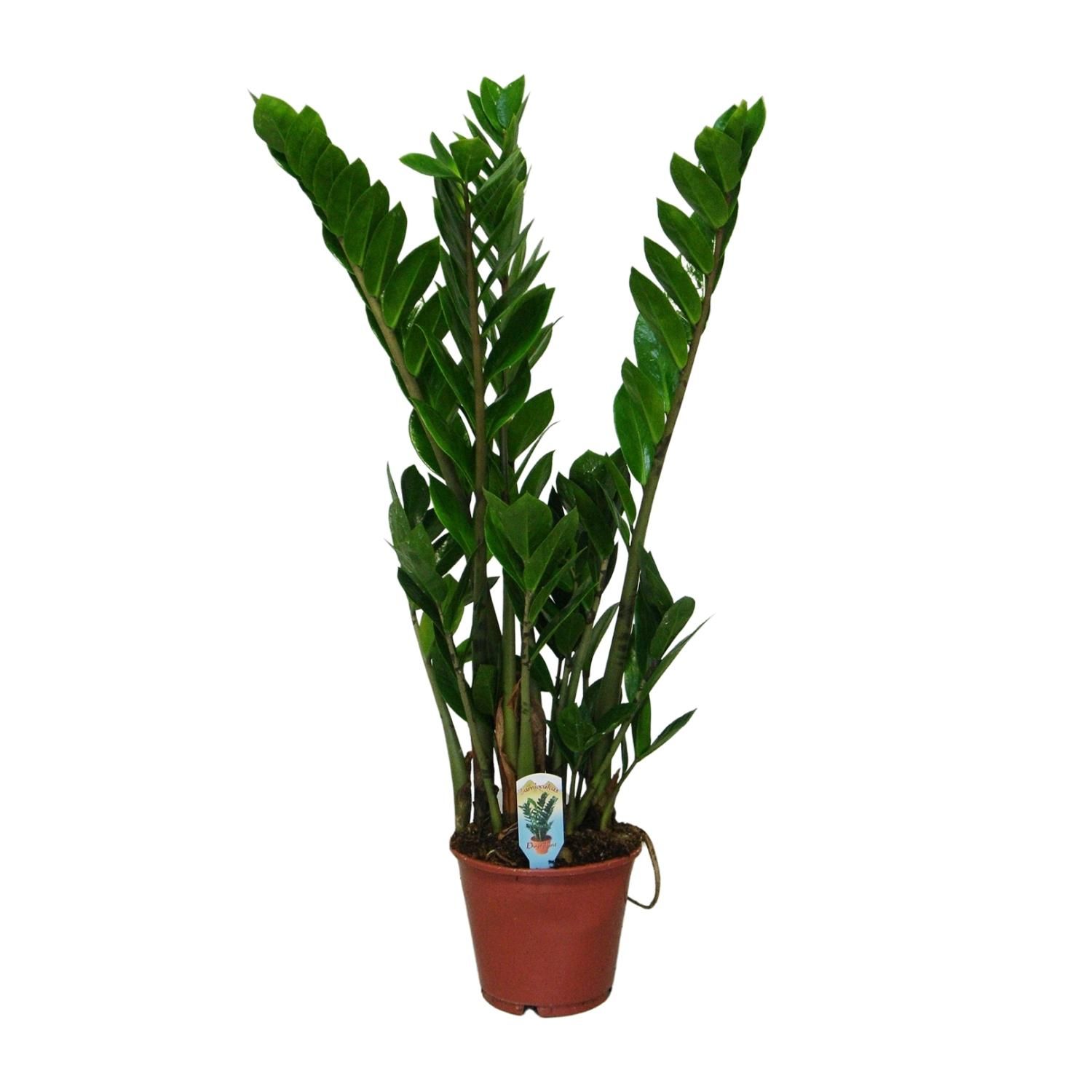 Zamioculcas Zimmerpflanze mit glänzendem Laub
