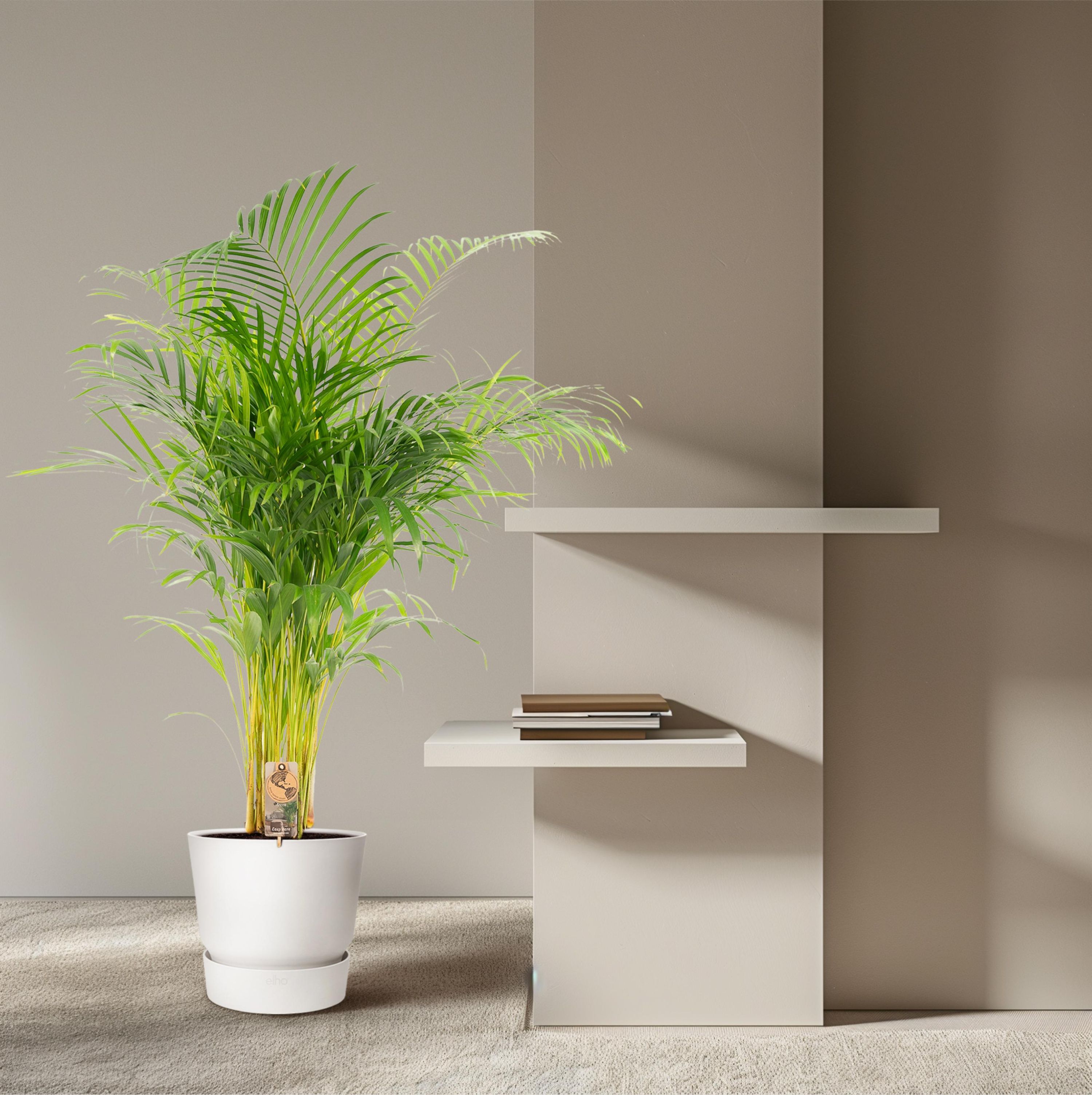 Areca-Palme – elegante tropische Zimmerpflanze