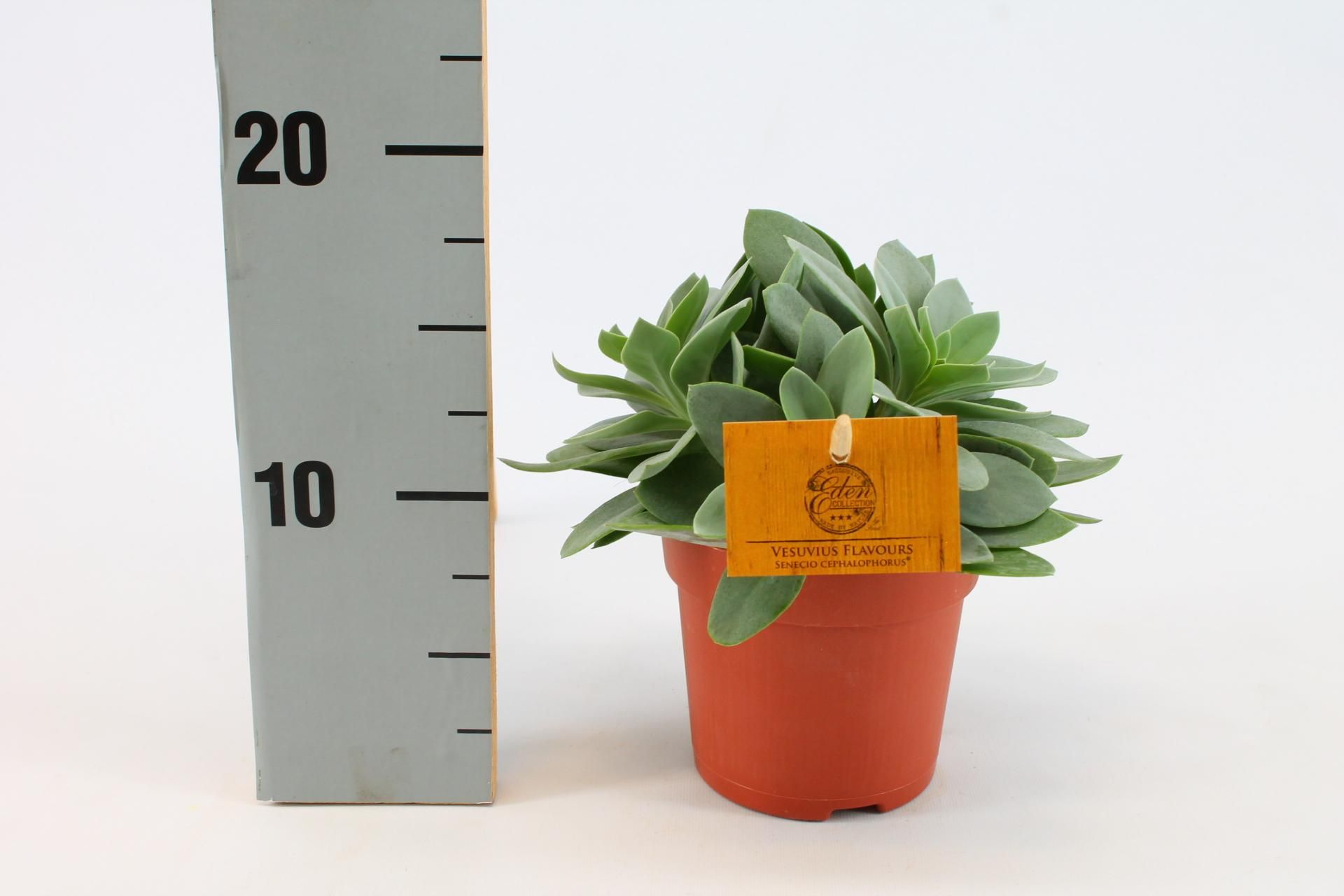 Senecio Cephalophorus – Zimmerpflanze – Ø10,5cm – ↕15cm