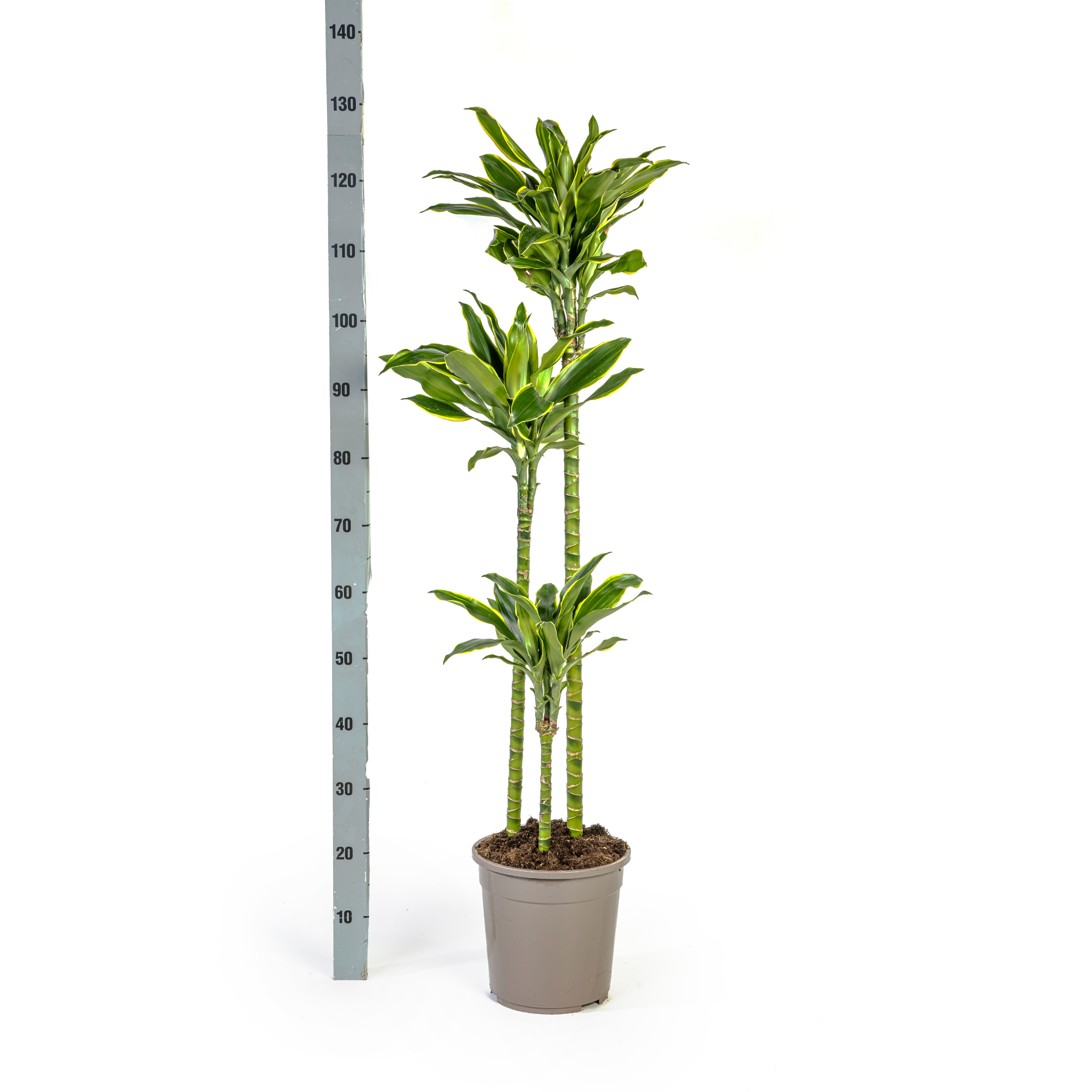 Drachenbaum Golden Coast – Ø24cm – 130-150cm Hoch