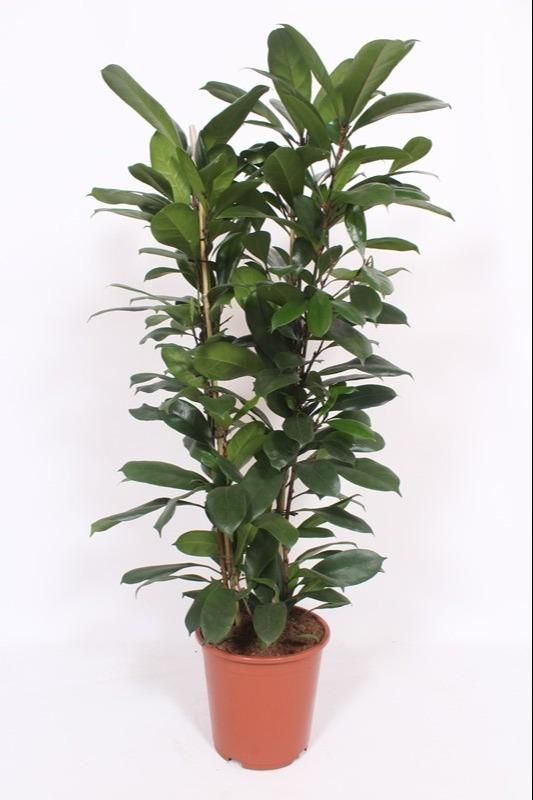 Ficus Cyathistipula – Ø27cm Topf – 120cm Hoch