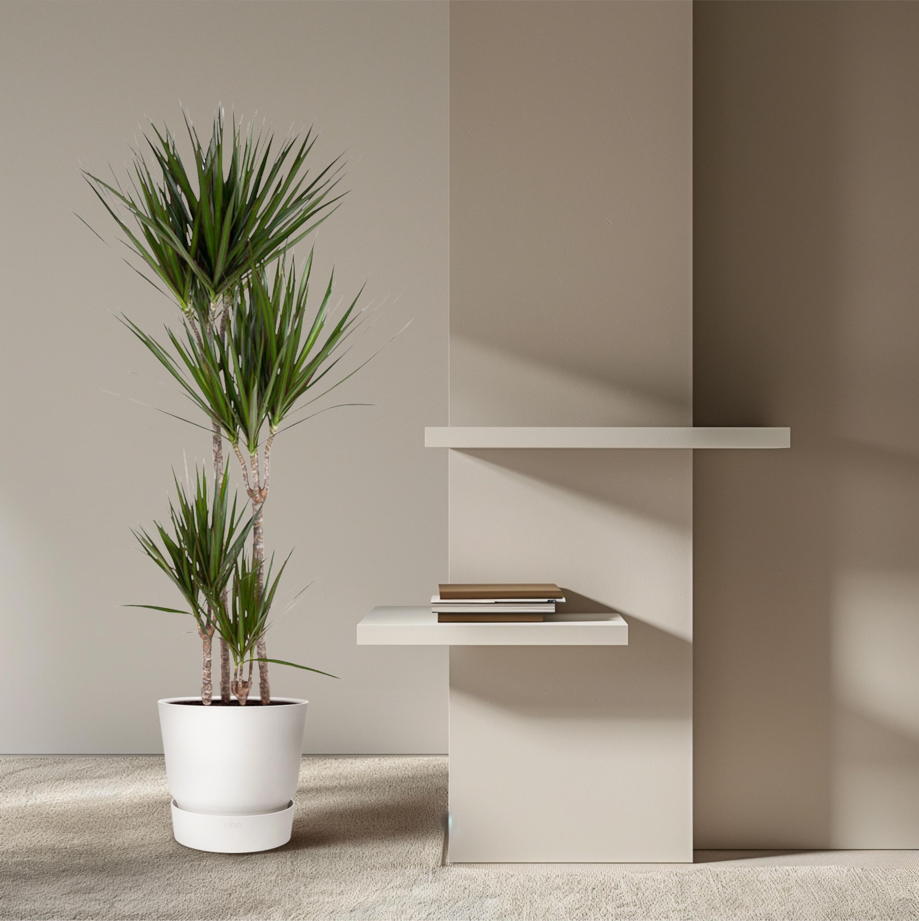 Dracaena Marginata elegant Grünpflanze
