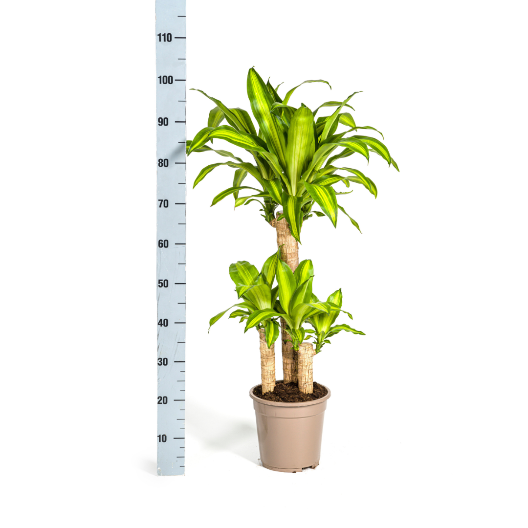 Drachenbaum Massangeana Ø21cm – 90-110cm – Pflegeleicht