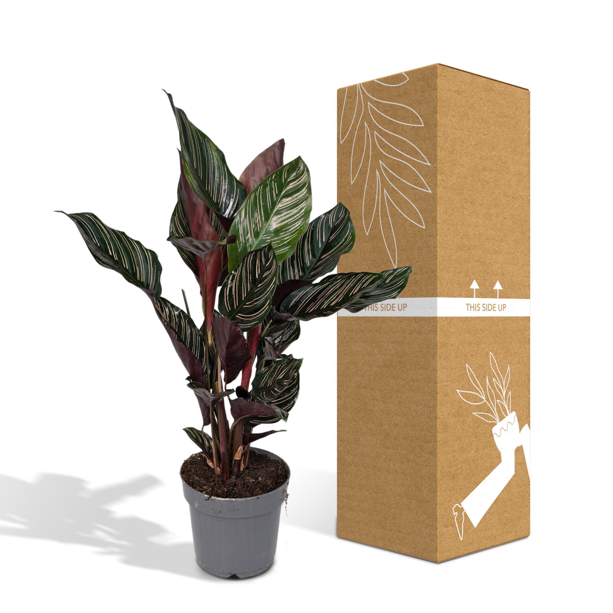 Calathea Ornata Zimmerpflanze