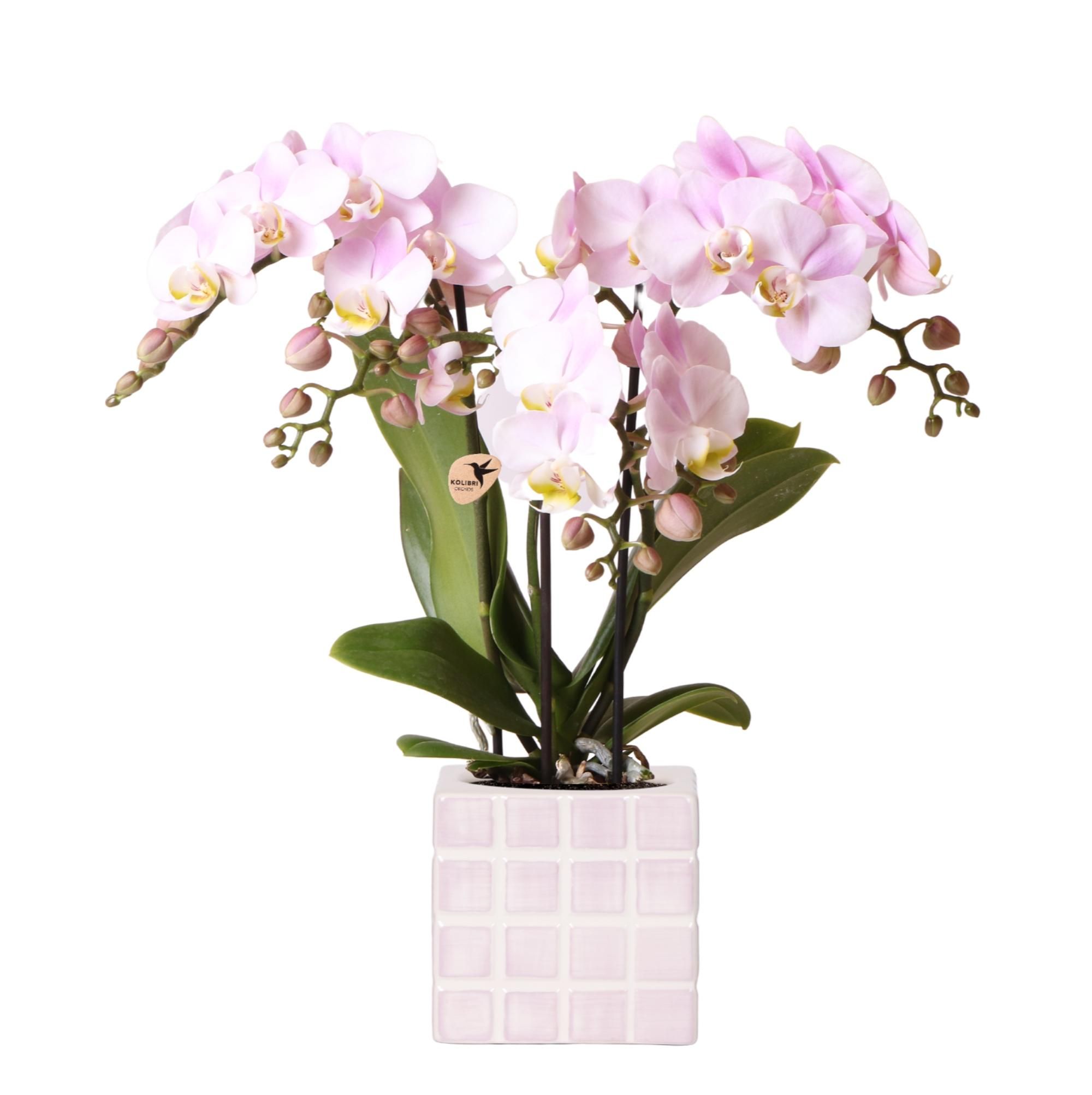 Rosa Orchidee Phalaenopsis mit Ziertopf Rosa – Ø9cm – Blühende Zimmerpflanze