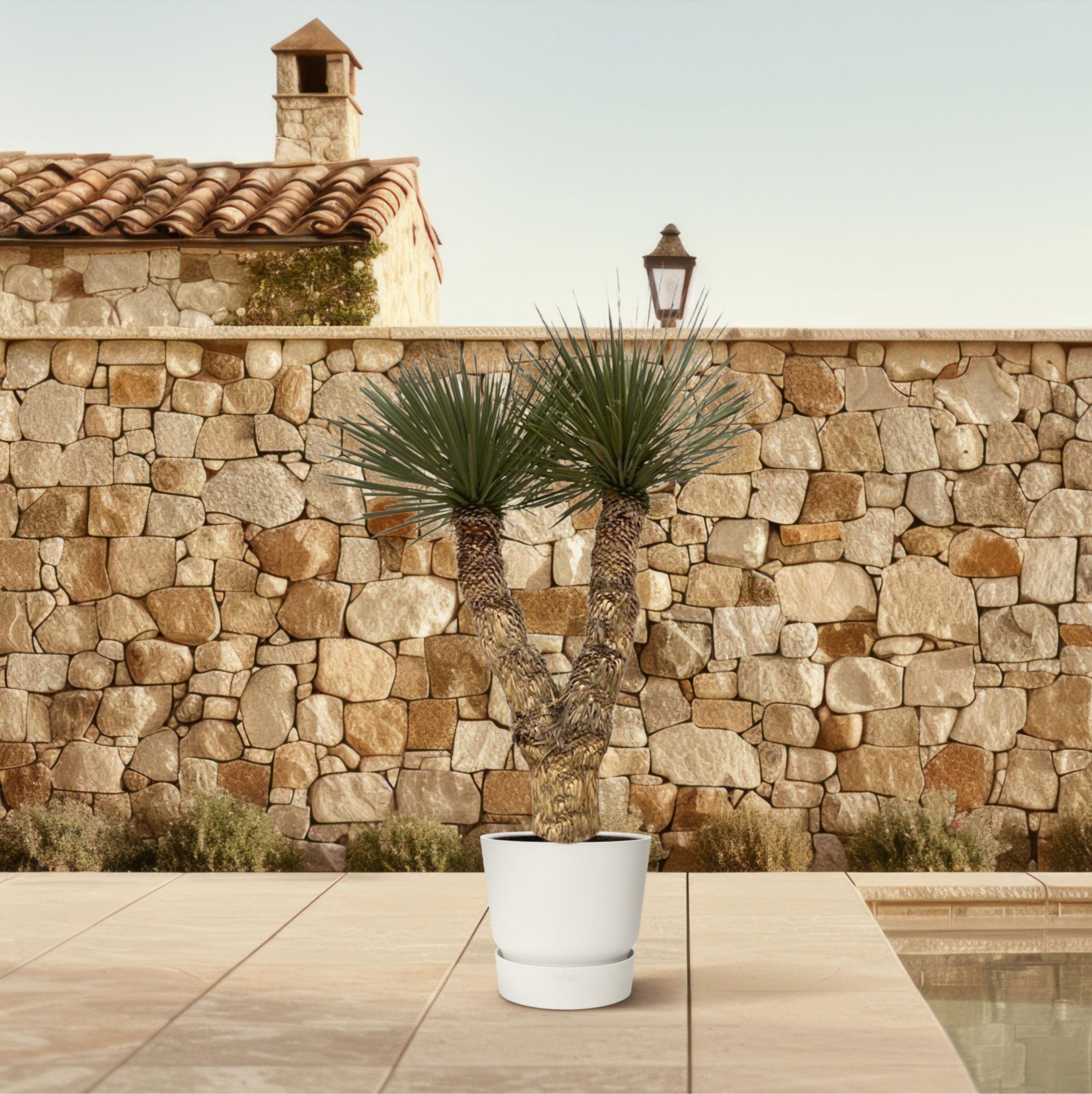 Yucca Rostrata Hydrapalme