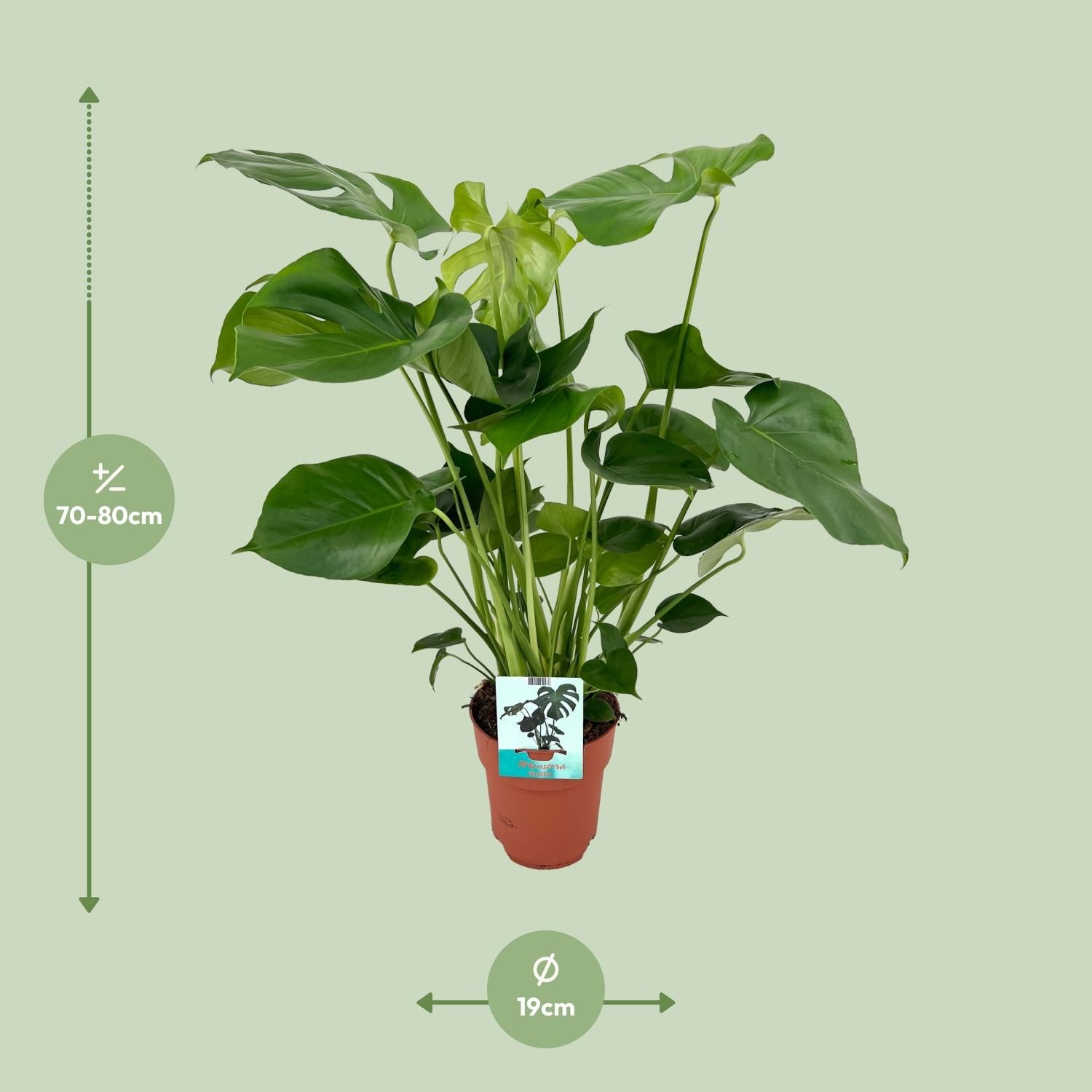 Monstera Deliciosa - Tropische Zimmerpflanze mit fenestrierten Blättern