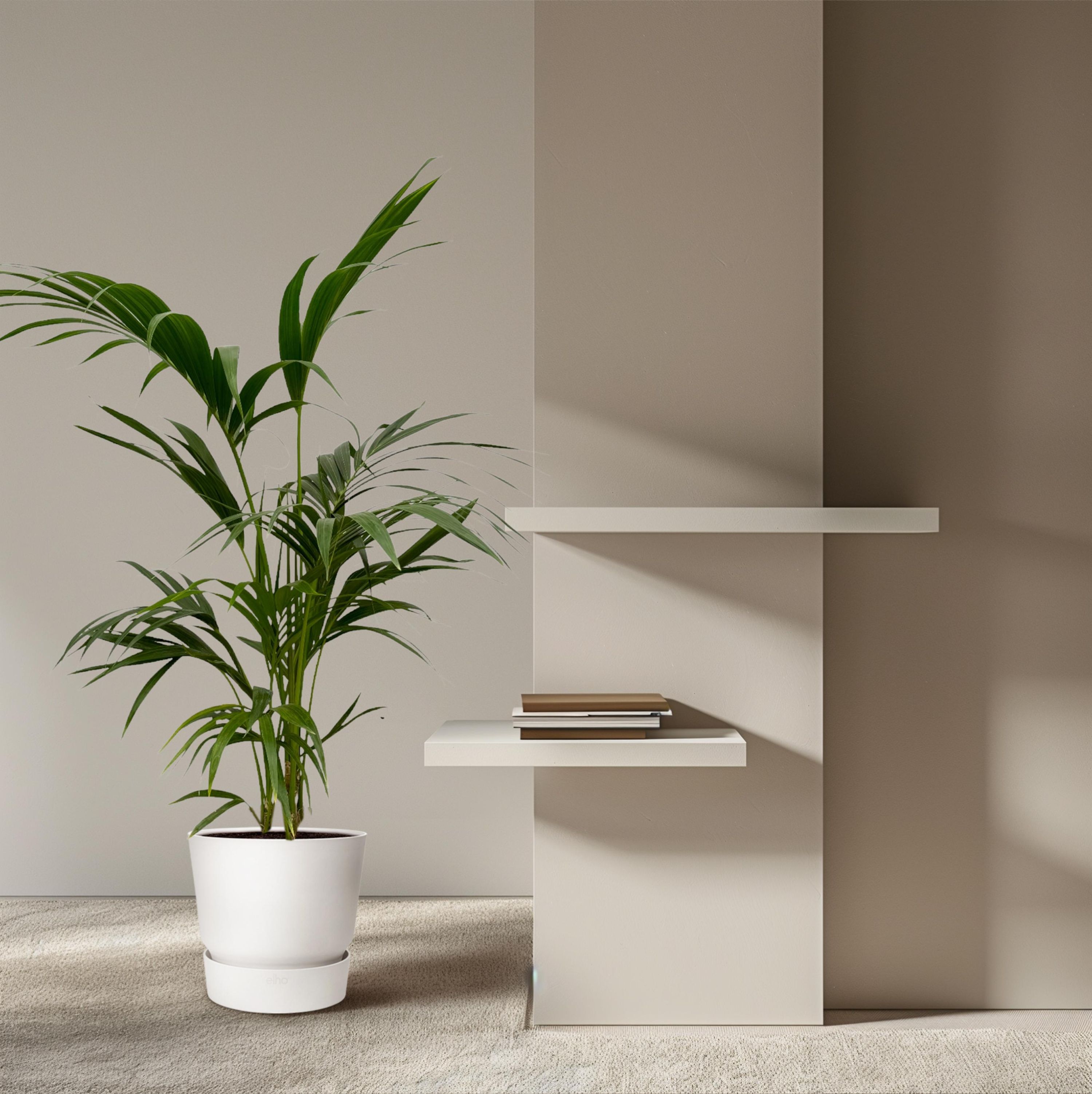 Kentia-Palme mit eleganten Blättern