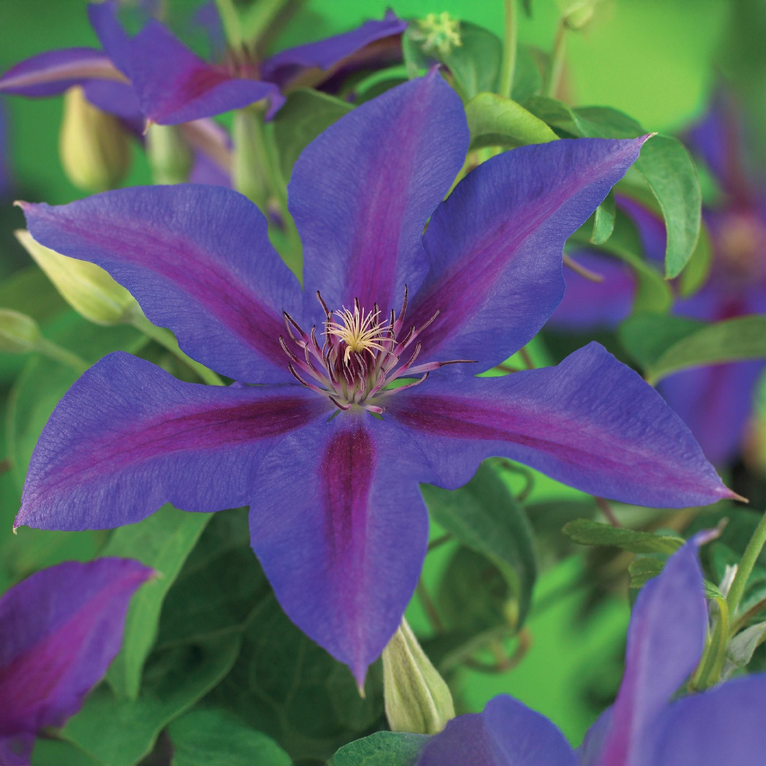 Kletterpflanze Clematis | Rosa Blüten | Wenig Pflege