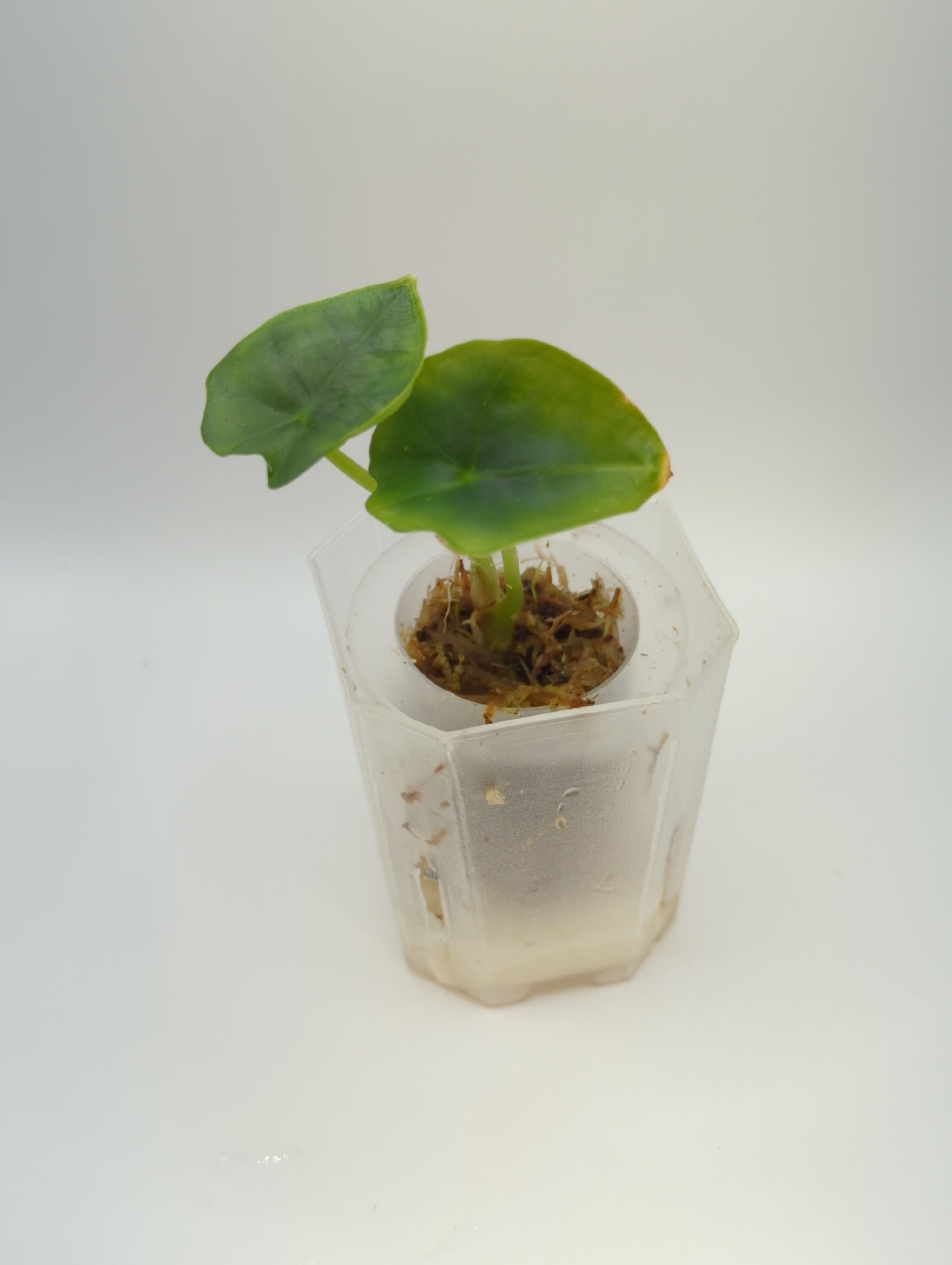 Alocasia nebula Elaine