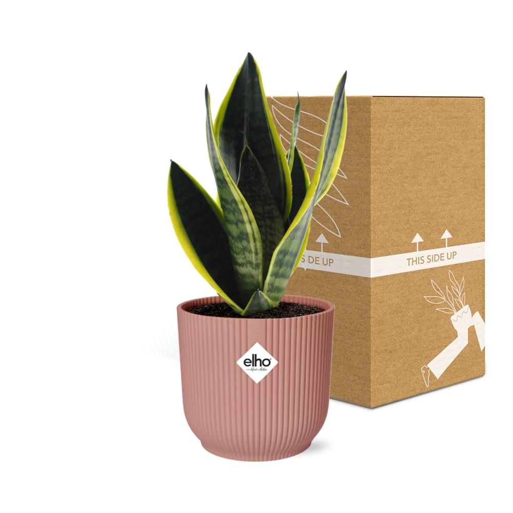Sansevieria Futura Superba – Schlangenpflanze in dekorativem Topf