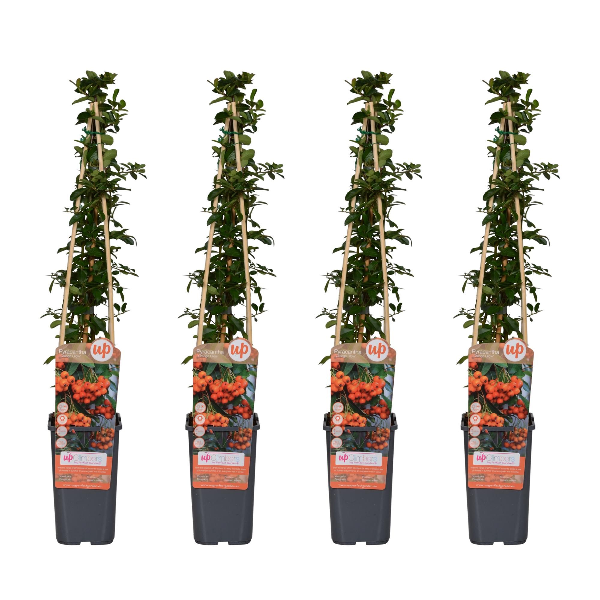 Pyracantha Orange Glow Pflanze
