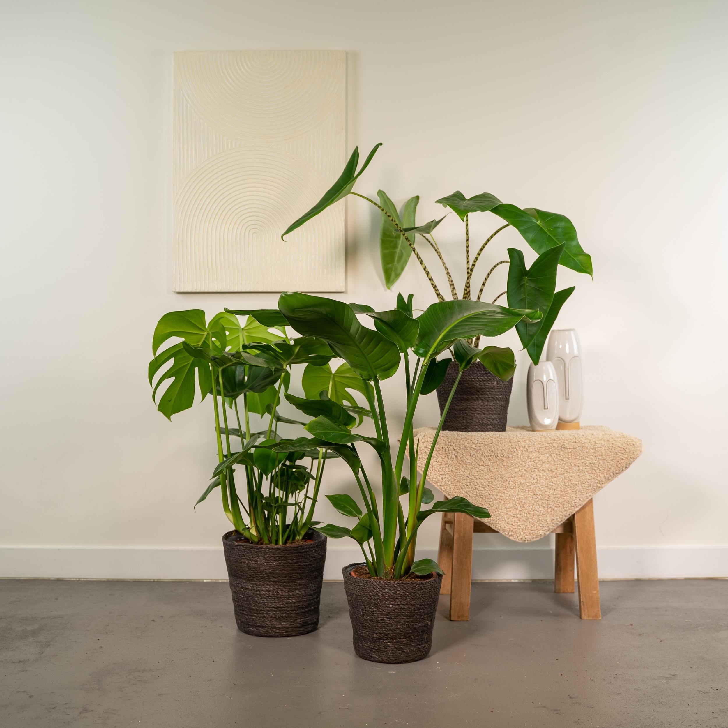 Monstera Deliciosa Pflanzenmix für tropisches Wohnambiente