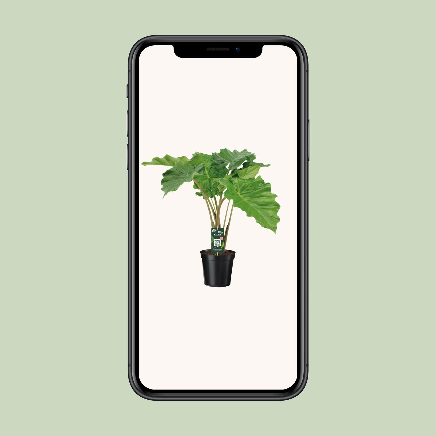 Alocasia Portodora Zimmerpflanze