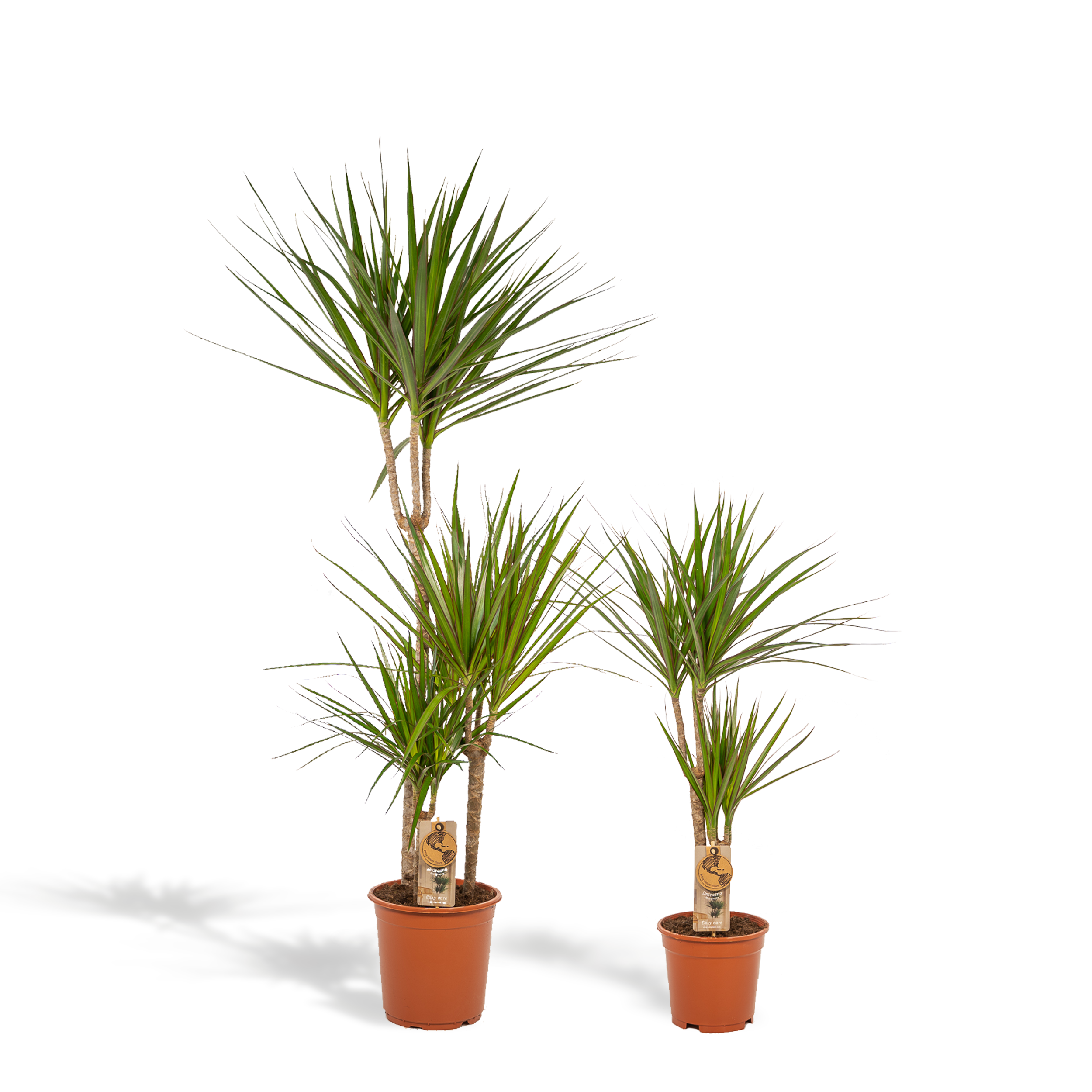 Dracaena Zimmerpflanzen Set – Drachenbäume für Wohnräume