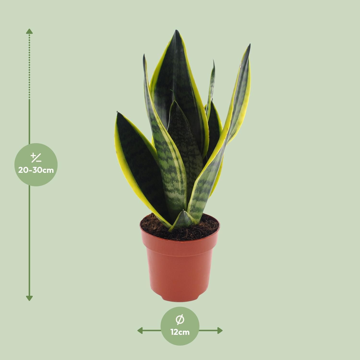 Sansevieria Futura Superba Zimmerpflanze