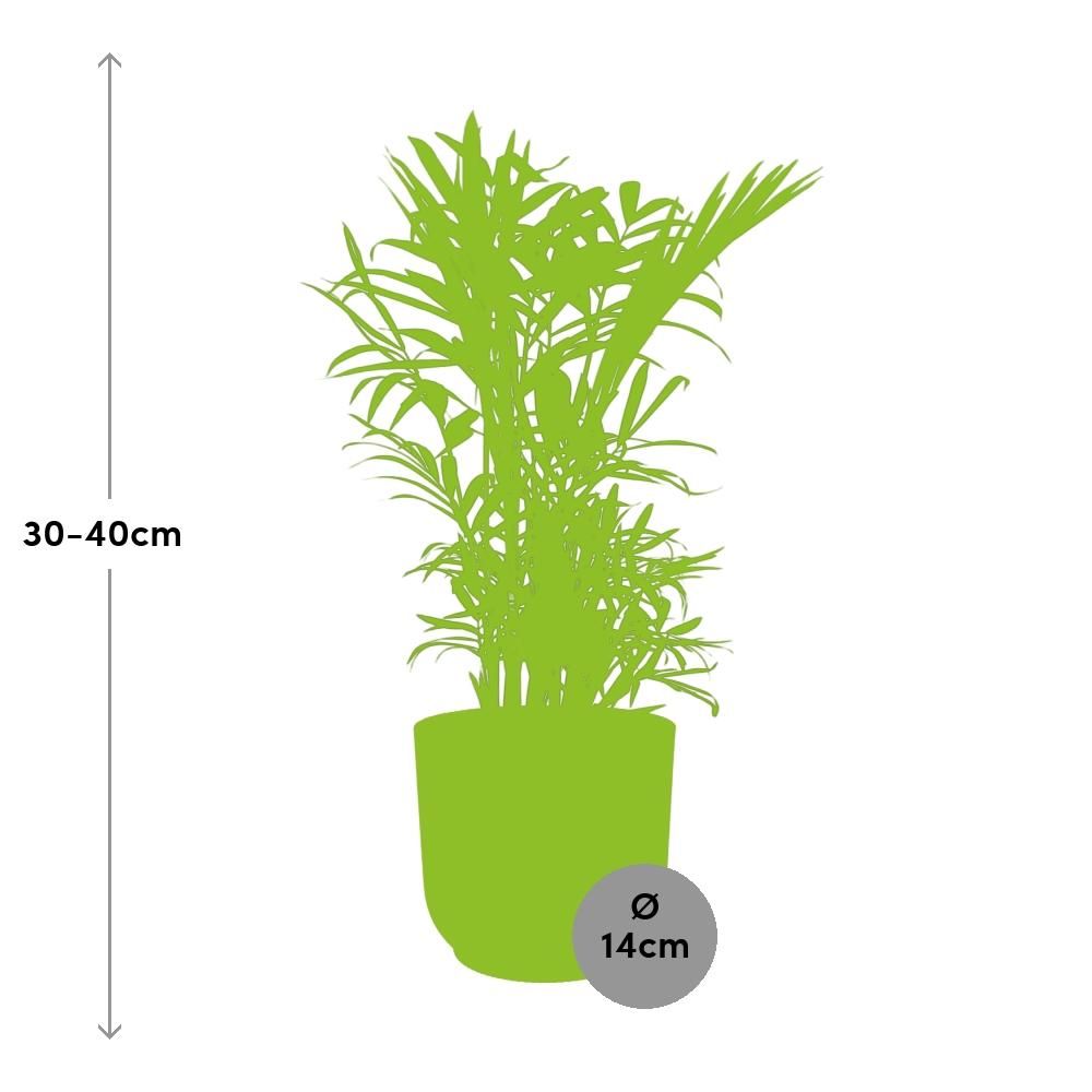 Zwergbergpalme Chamaedorea Elegans im ELHO Vibes Fold Topf