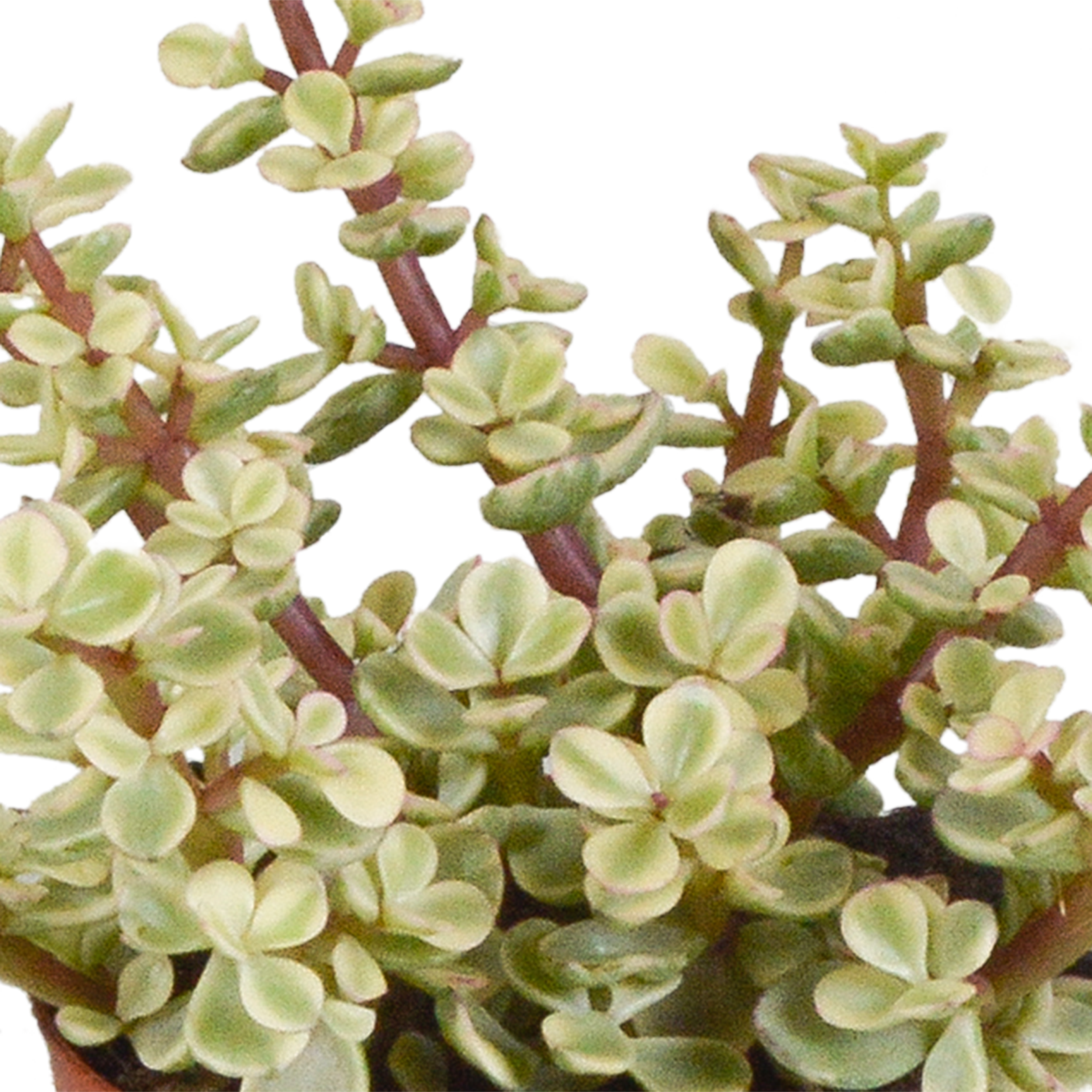 Crassula Mix in weißem Topf