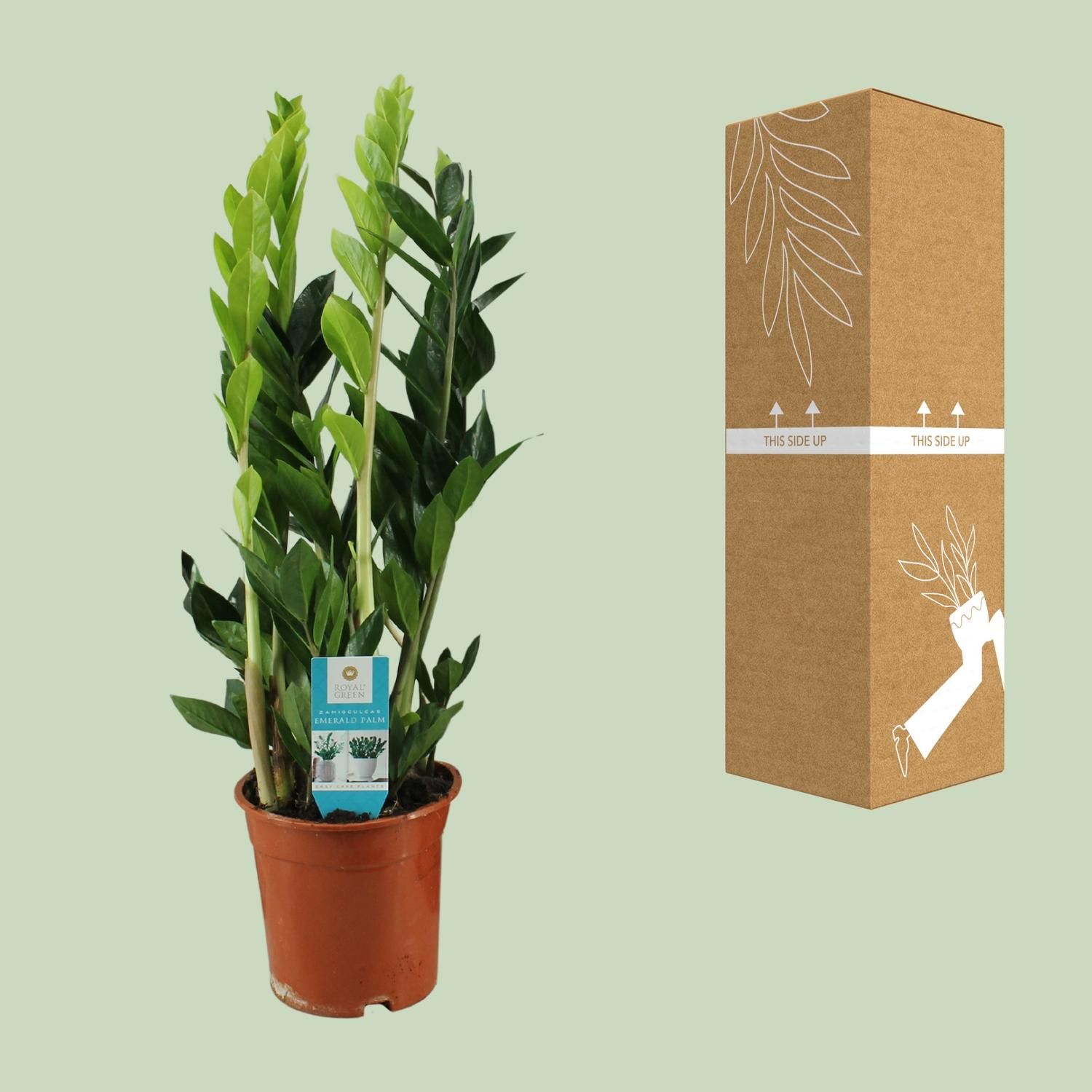 Zamioculcas Zimmerpflanze - pflegeleicht und elegant