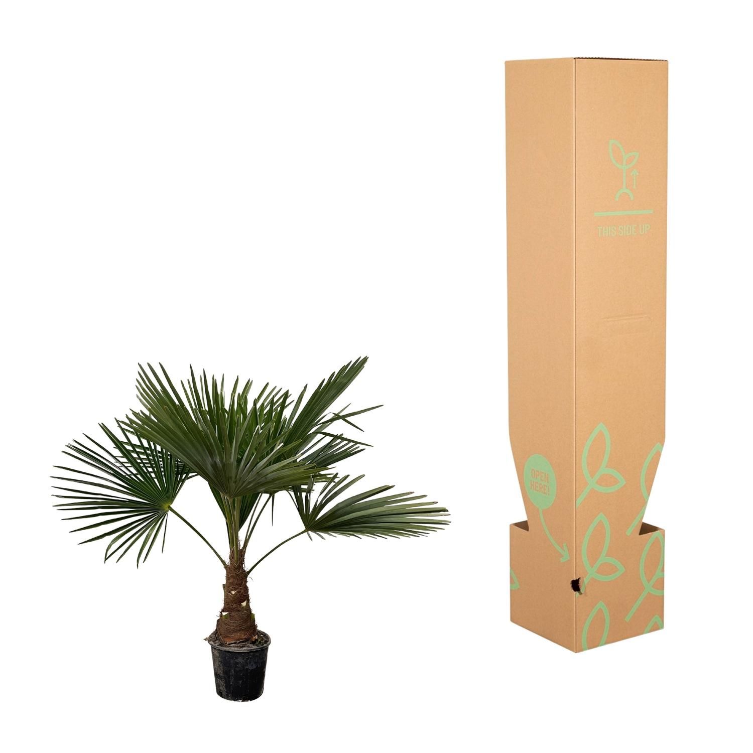 Trachycarpus Fortunei Palme