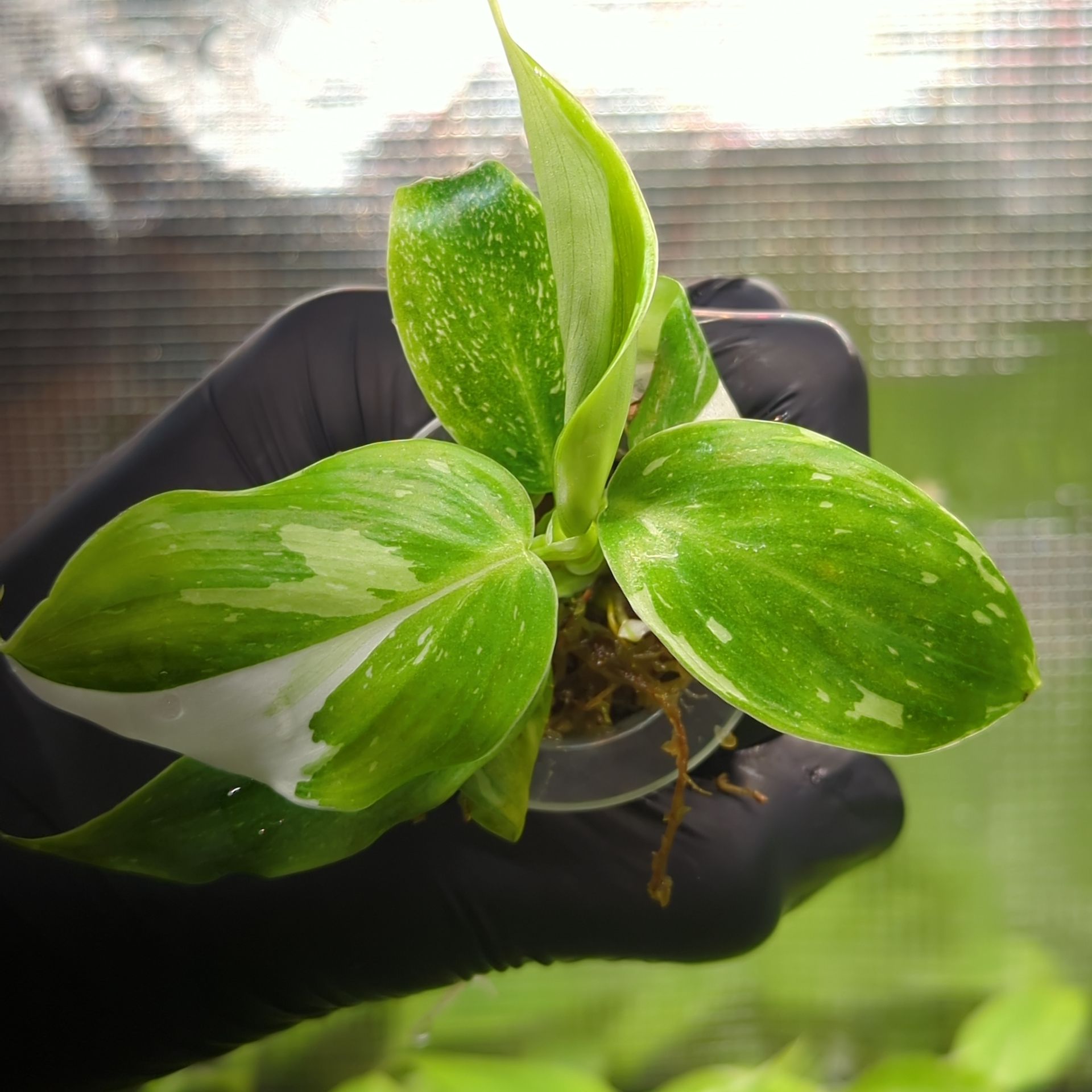 Philodendron erubescens White Princess + selbstbewässernder Übertopf